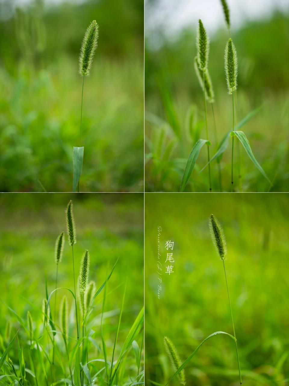 蓝天狗尾巴草图片大全图片