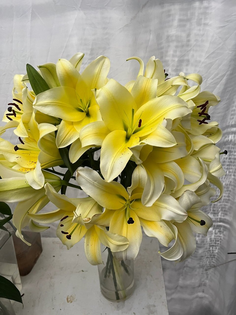 百合之王95黄天霸香水百合96花苞硕大香味浓 一丝清新淡雅 ,馥郁