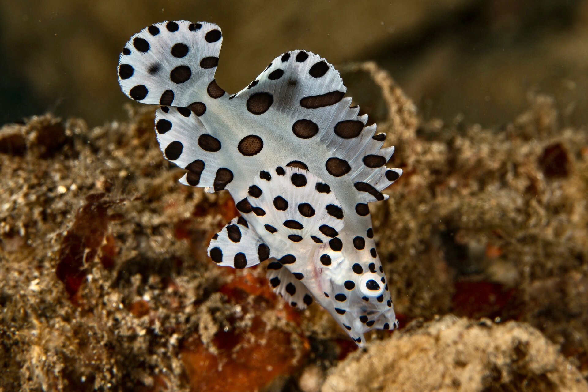 豹斑鱼|身穿珠光缎带波点裙 🌊 fantasea·奇妙海洋 	 108.【 豹斑