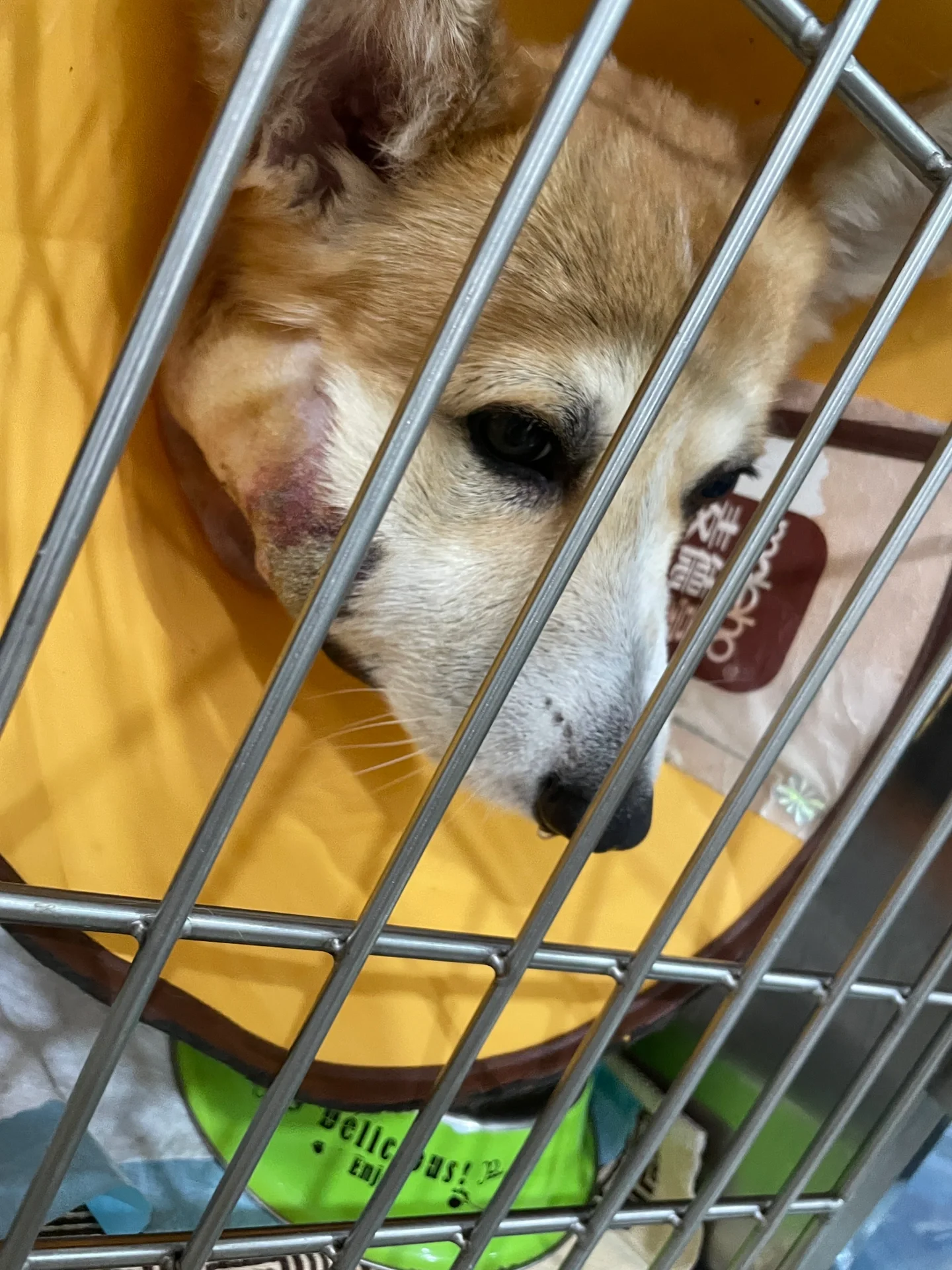 狗狗唾液腺囊肿 经常有人私信问我,关于唾液腺囊肿的问题,在2021年7月