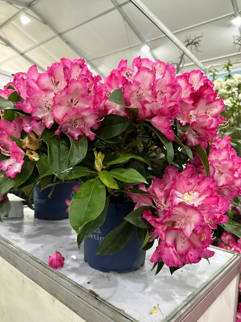 高山杜鹃之红粉佳人 耐寒的冰美人#高山杜鹃# #家居摆件# #庭院植物