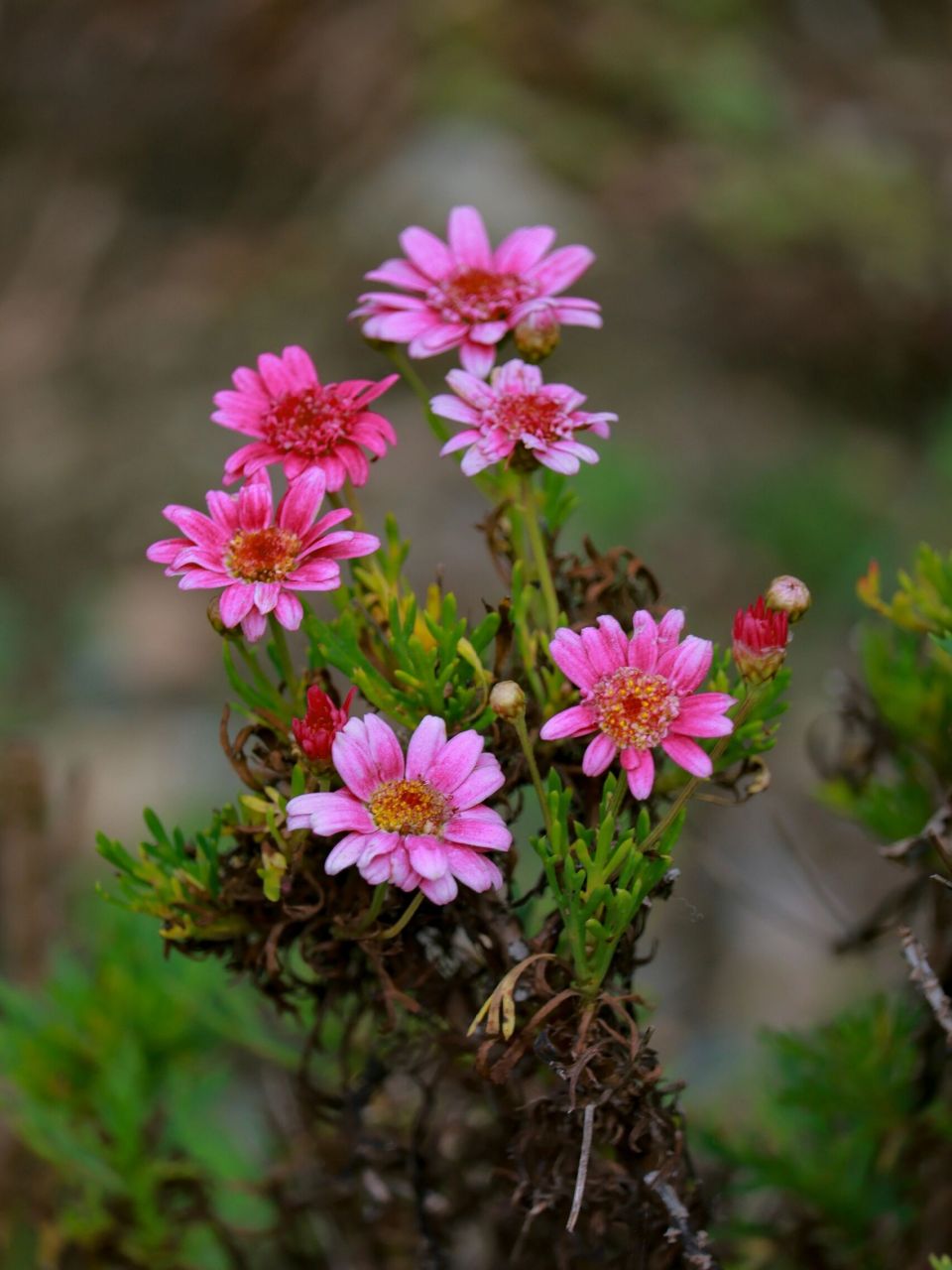 不言不语一片海 木茼蒿是丹麦的国花,花朵看起来很像雏菊,但是其茎秆