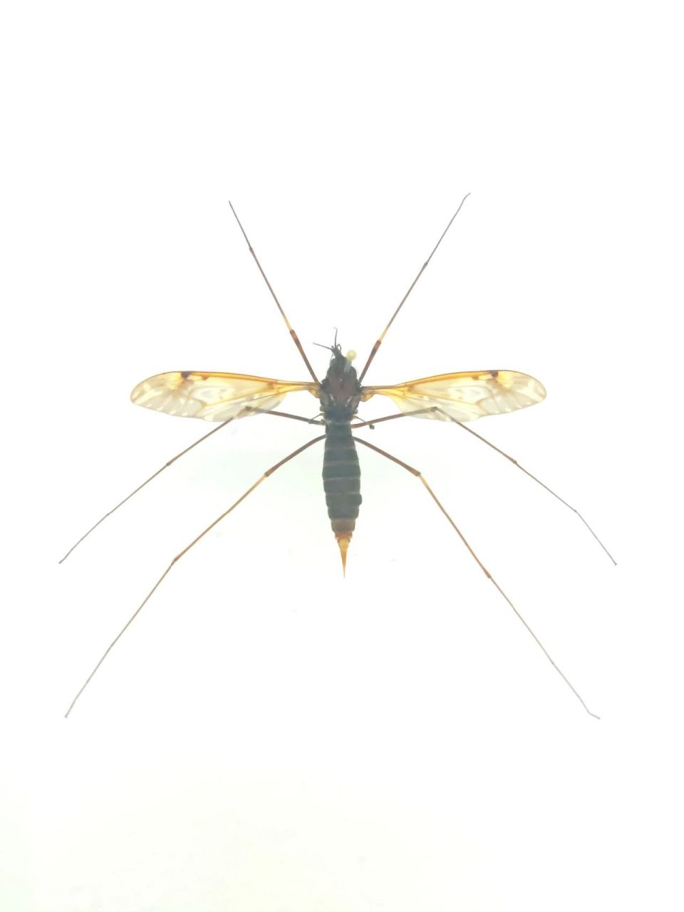 夏日昆虫|不吸血的大蚊子 这种巨型蚊子名字叫做大蚊,大蚊属于双翅目