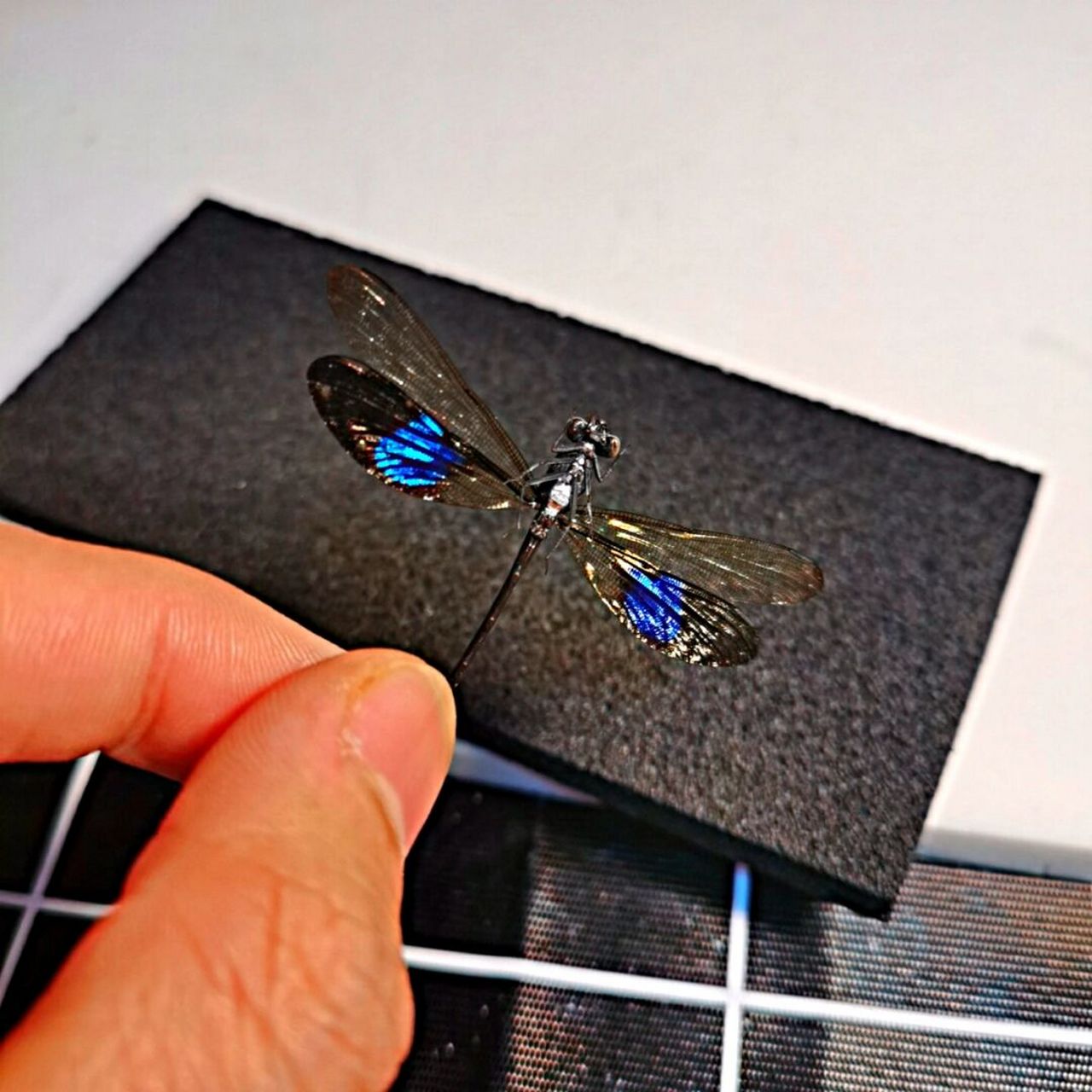 色蟌豆娘标本 一支来着国外的色蟌, 翅膀带有蓝色金属光泽 科普新知