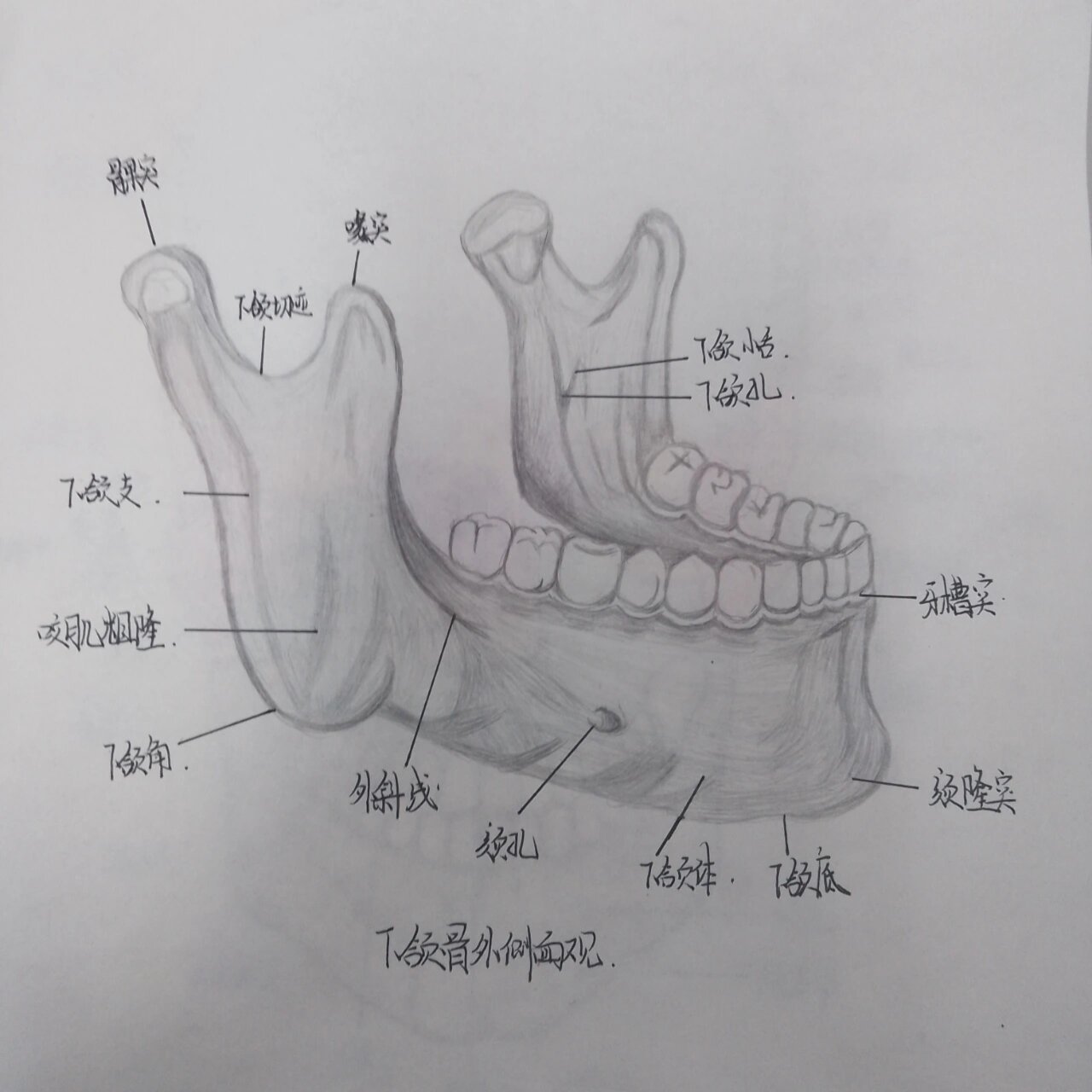 口解下颌骨侧面观