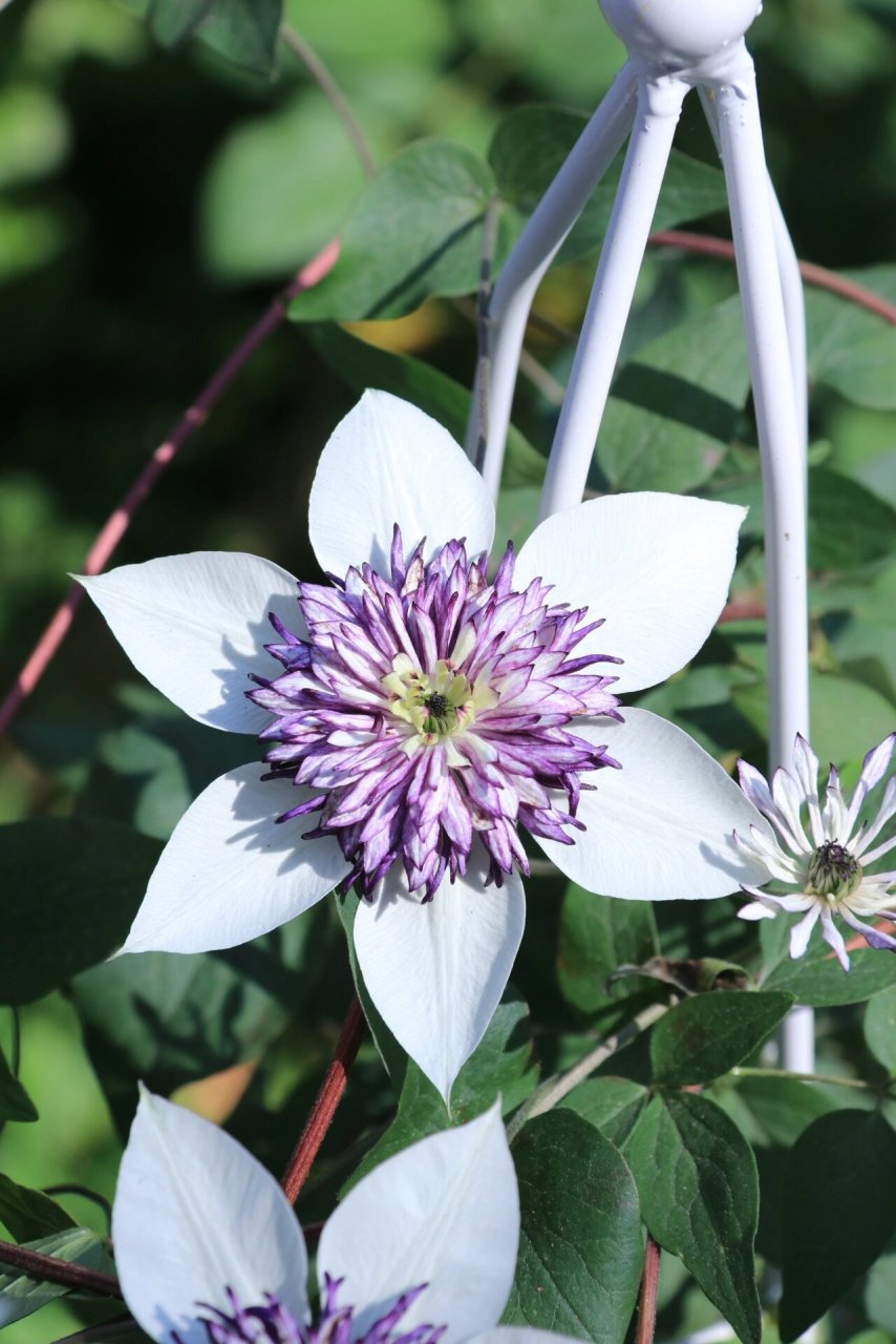 铁线莲老幻紫的表现和养护 老幻紫在广东表现很好,长势快,花期长,全开