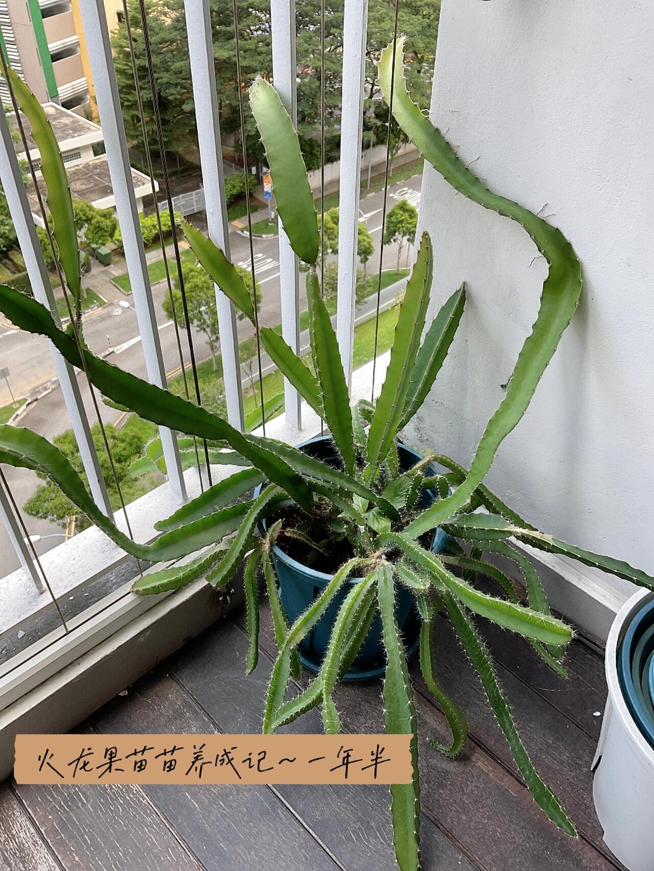 1年半前的火龙果苗苗已经长这样了