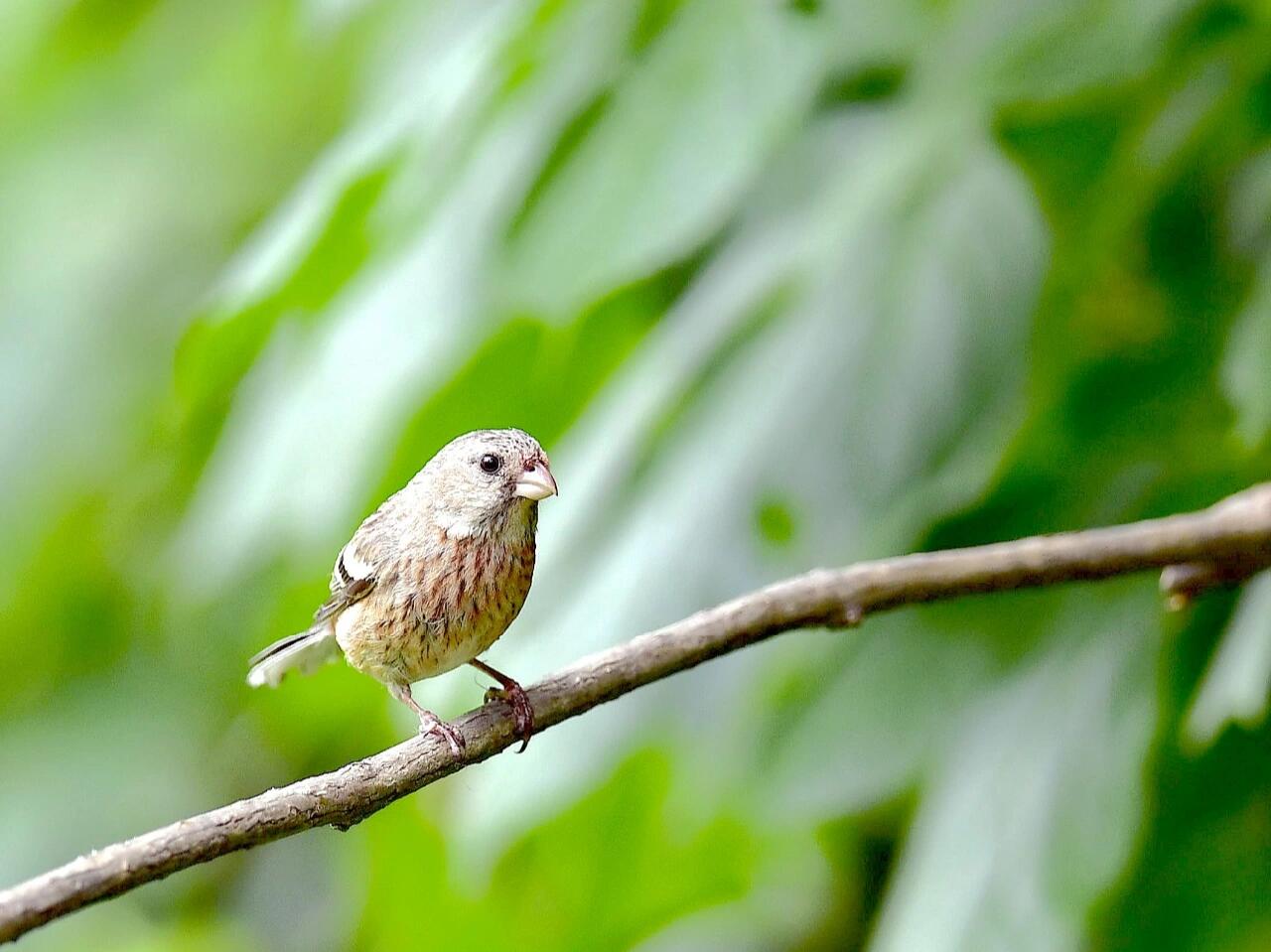 长尾朱雀 长尾朱雀也叫长尾雀,在《中国鸟类野外手册》编号1264(学名