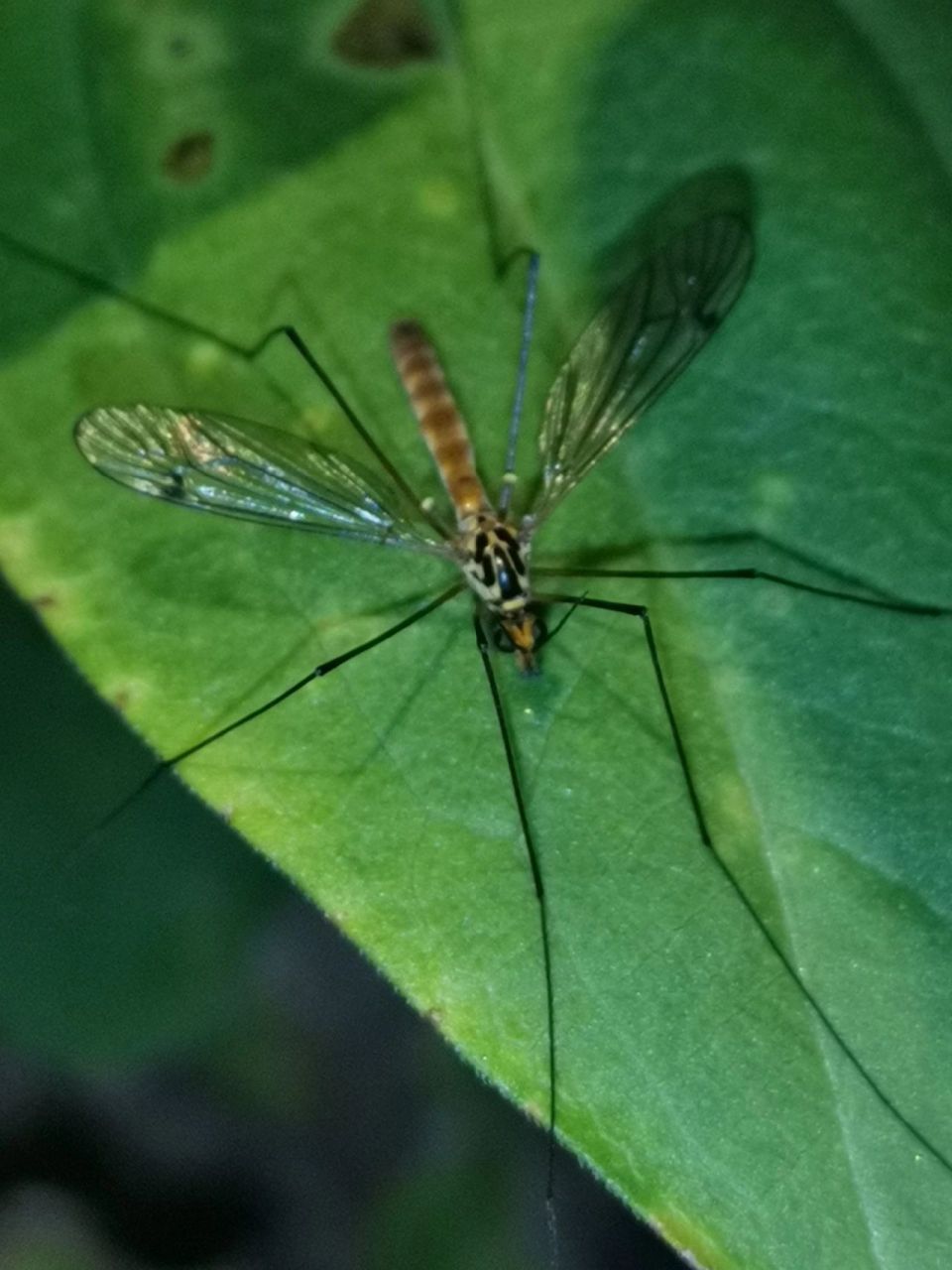 优雅的华丽巨蚊 邂逅华丽巨蚊—— 67华丽巨蚊toxorhynchites.