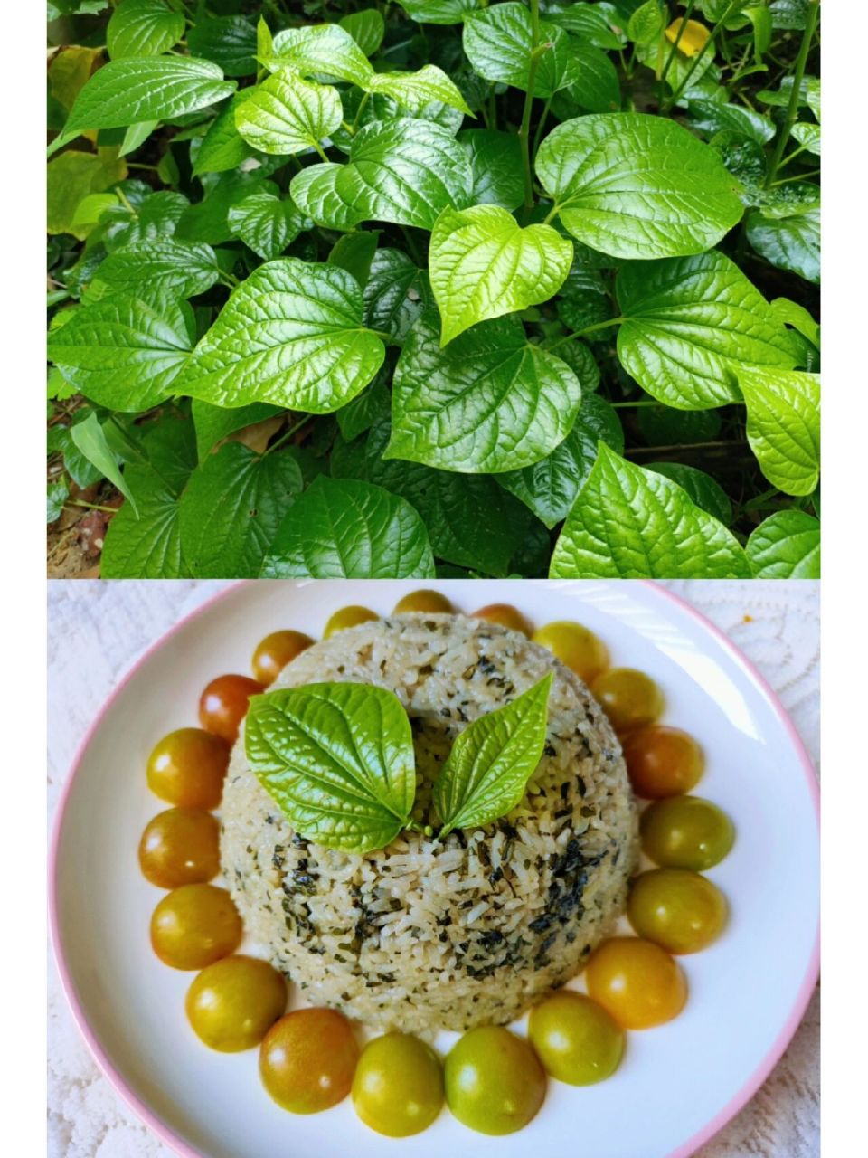 地方特色美食——蛤蒌叶饭 当米饭遇上蛤蒌叶,便成