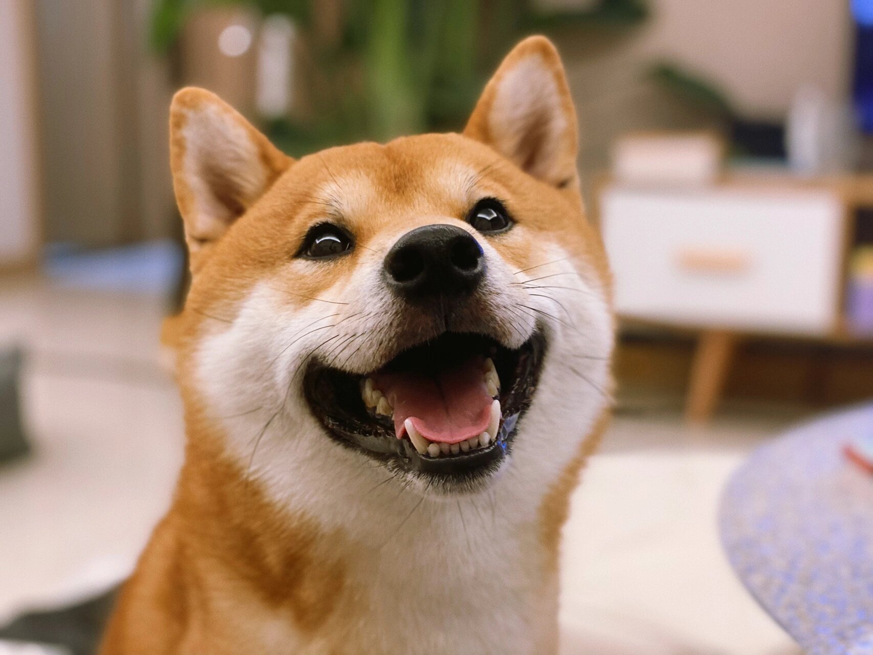 柴犬的笑容都是有目的性的 被摸摸后的诡异笑 坐副驾驶得意的笑 想要