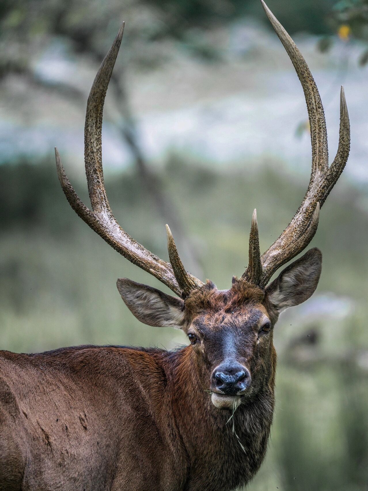 这组公鹿照片是我参加由小红书组织的国家公园巡山员活动期间拍摄的