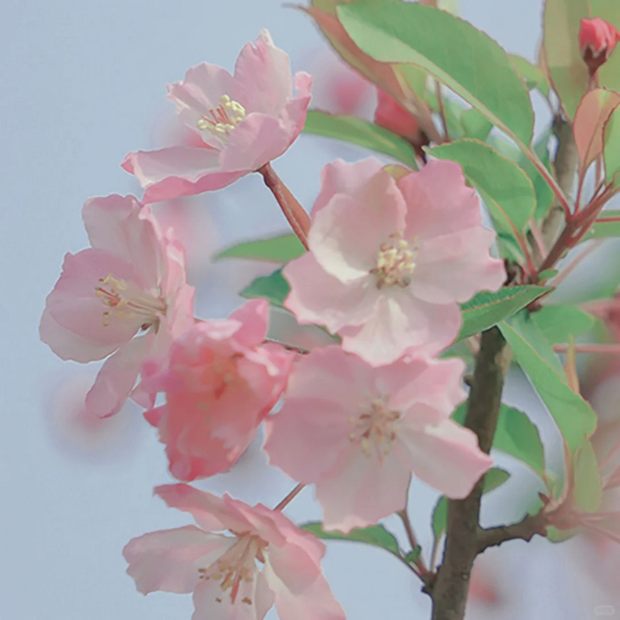 微信头像用花是什么意思 以花草为头像的人,都有一个共同特点: 通常