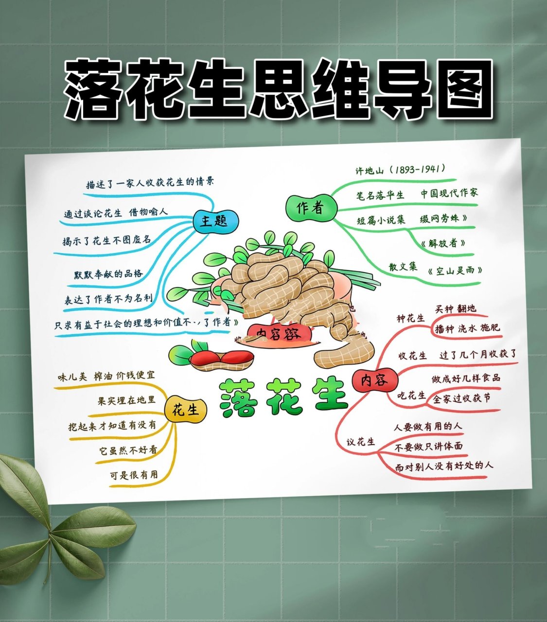 落花生思维导图简单图片