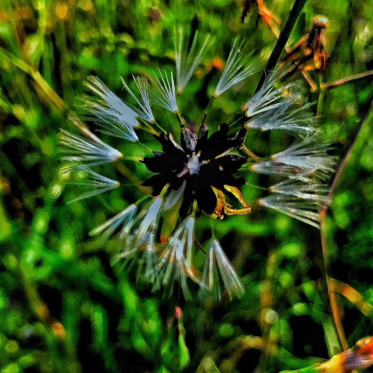 翅果菊 翅果菊也叫山莴苣,是一种野生草本植物,主要生长在中国的江西