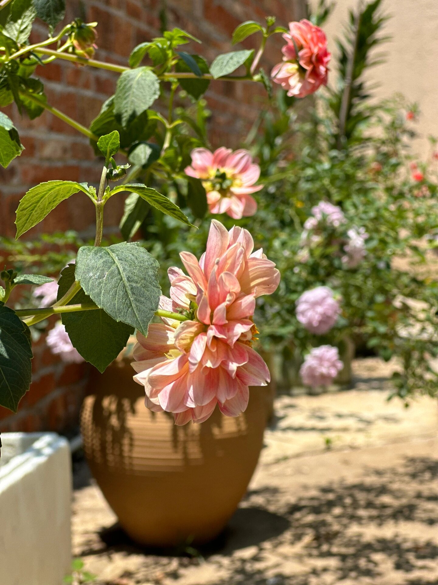 大丽菊 秋花繁茂 今年夏天的性价比之王 大丽菊