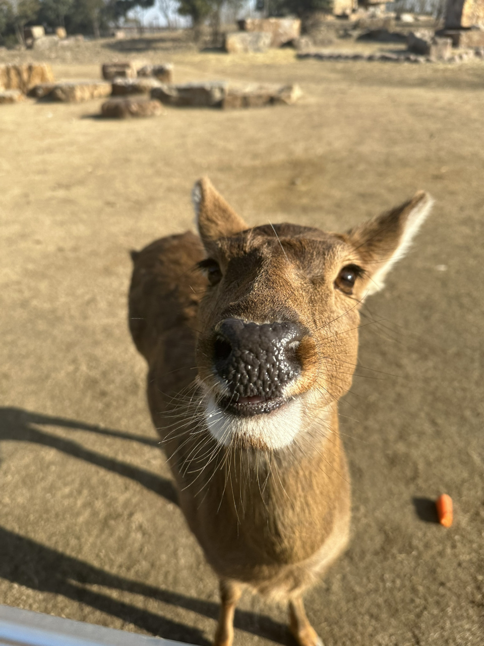 南通動物園一日遊 小tips 2023/1/31 8715門票: