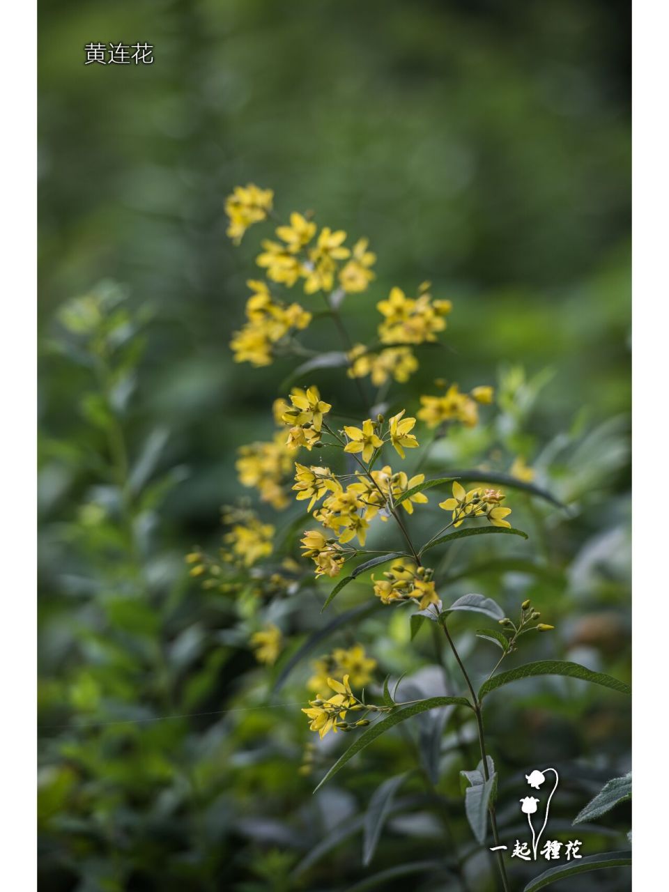 黄连花~ 黄连花是报春花科,珍珠菜属多年生宿根草本植物.