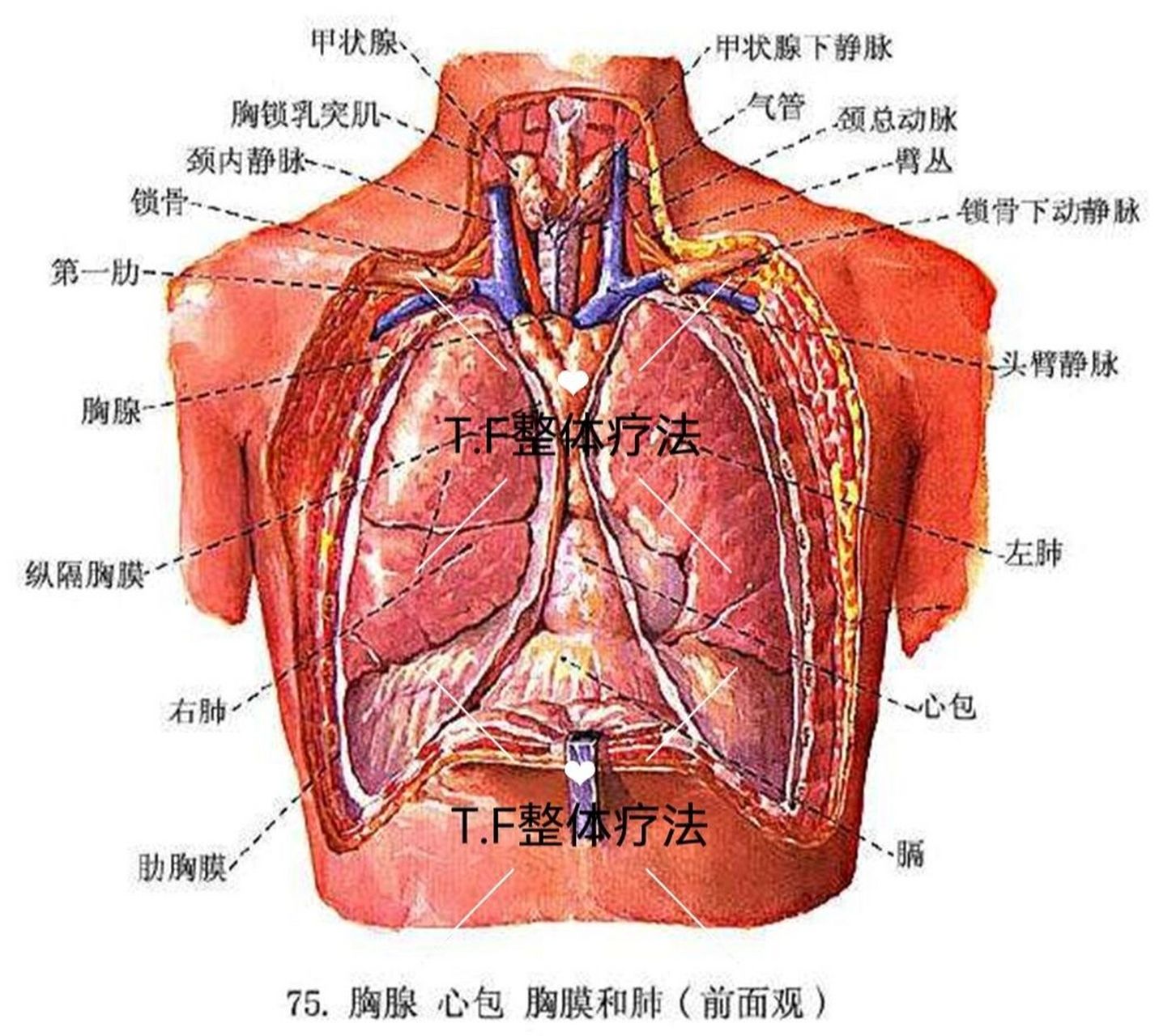 胸廓中,稍稍偏左,为上窄下宽,前短后长;上方是胸廓出口,下方是横膈膜