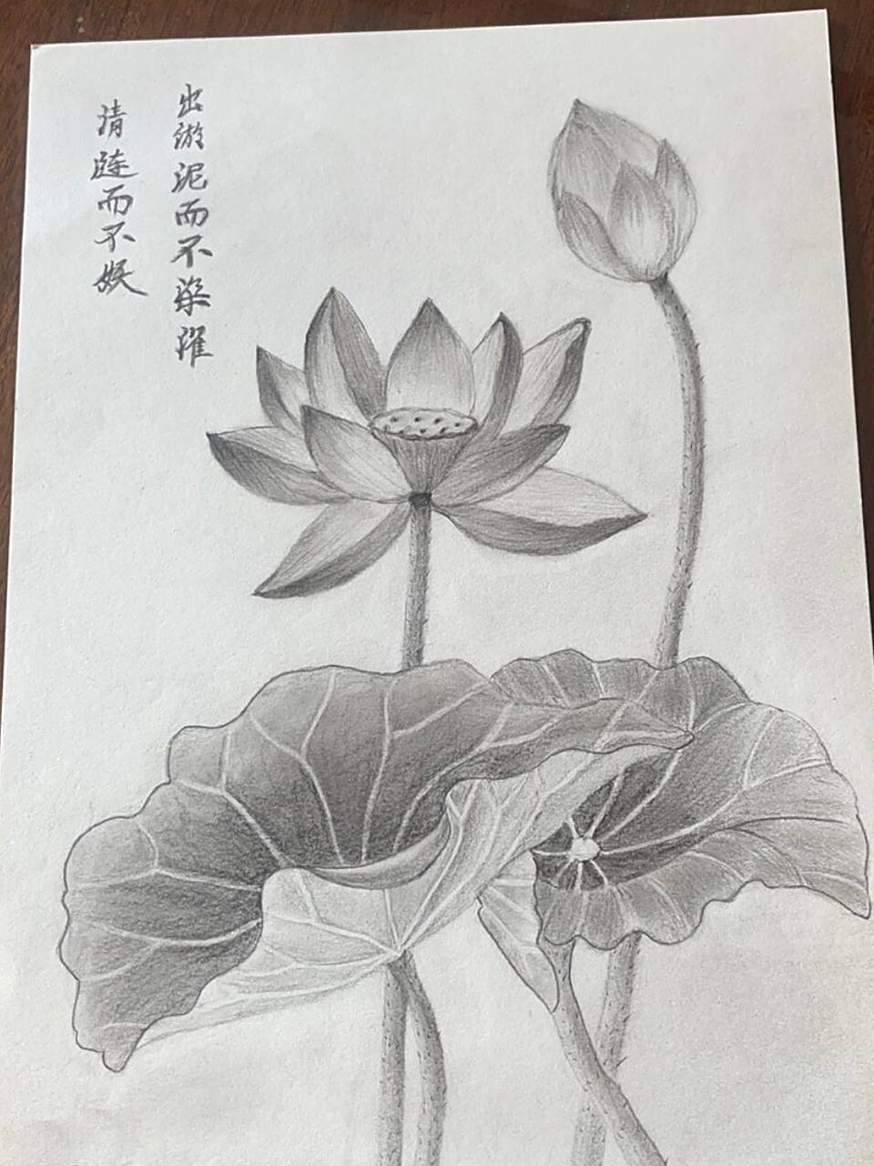 素描荷花出淤泥而不染 濯清涟而不妖2021.11.17