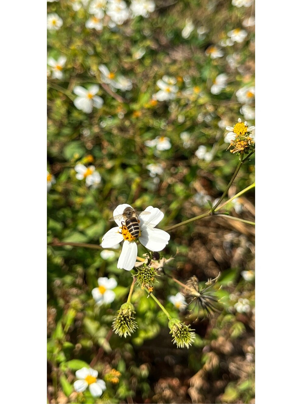 鬼针草的果实图片