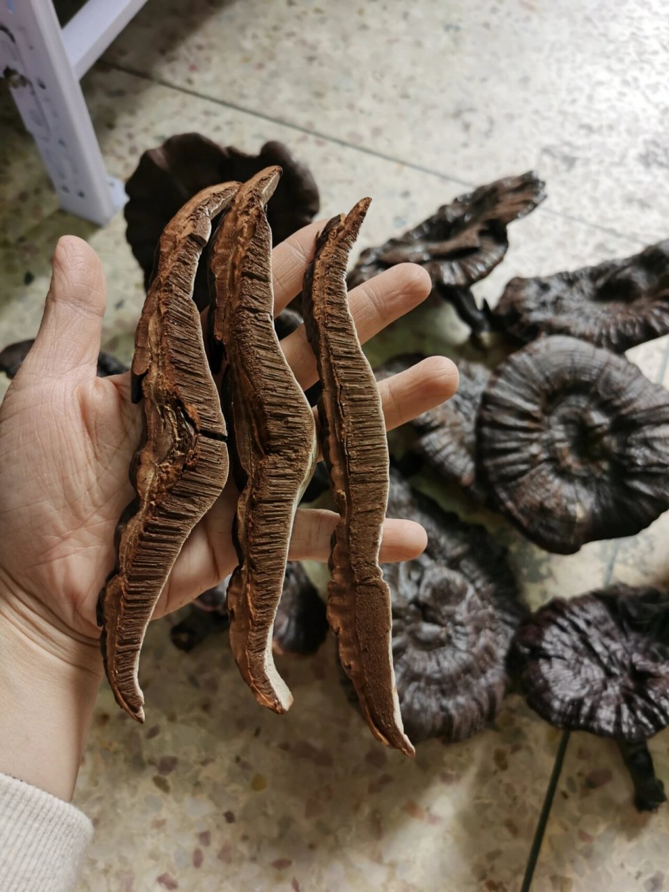 睡眠质量不好的人,不妨试试灵芝黄芪茶饮 灵芝有补气安神,保肝护肝