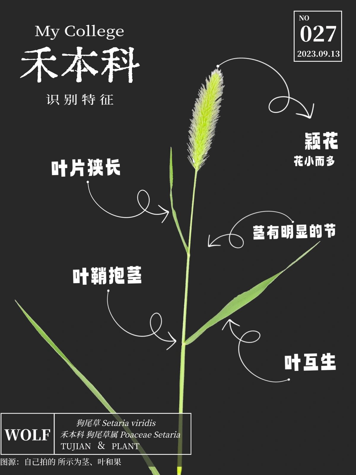 常见植物分类!禾本科 909090