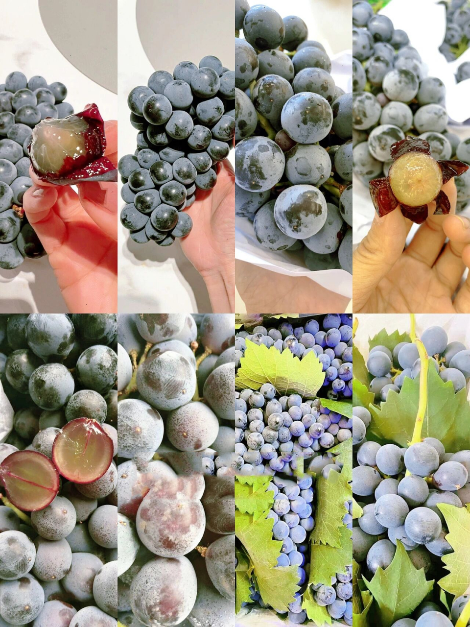 蓝莓葡萄文案——花青素"蓝宝石"96 16615来自枝头的新鲜78