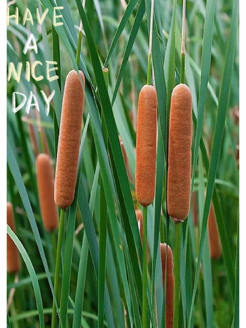 香蒲│特殊花材│每日识花 | 第73天 香蒲(香蒲科 ) 香蒲,多年生水生