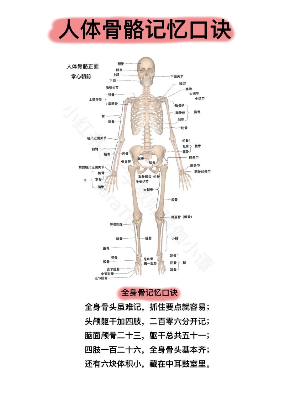 解剖学笔记97人体骨骼记忆口诀|瑜伽老师