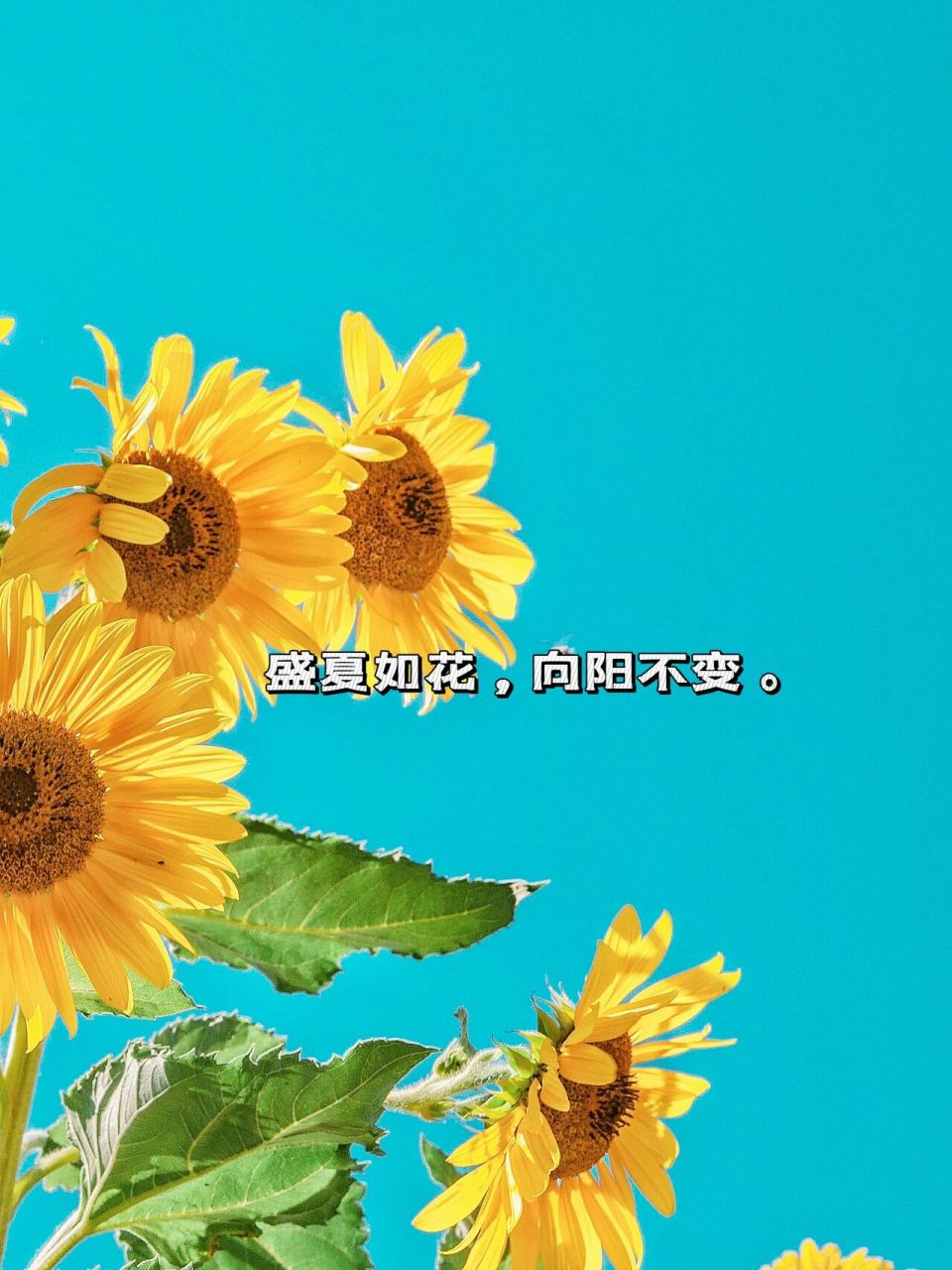 独立 朋友圈文案 97我要守住那片向日葵的花海,为自己倾洒阳光