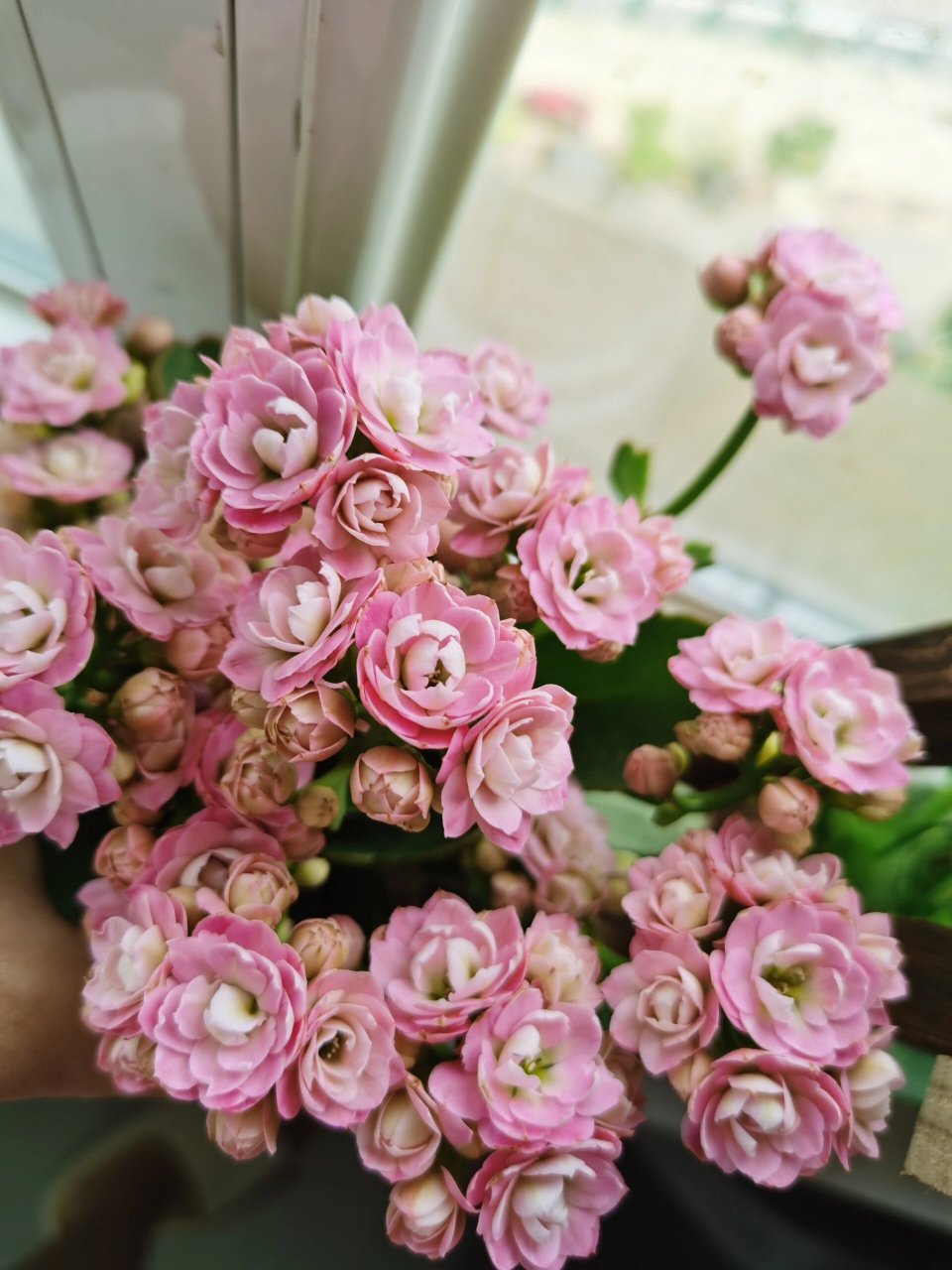 长寿花61瑶池仙子 初开的瑶池仙子～好好看