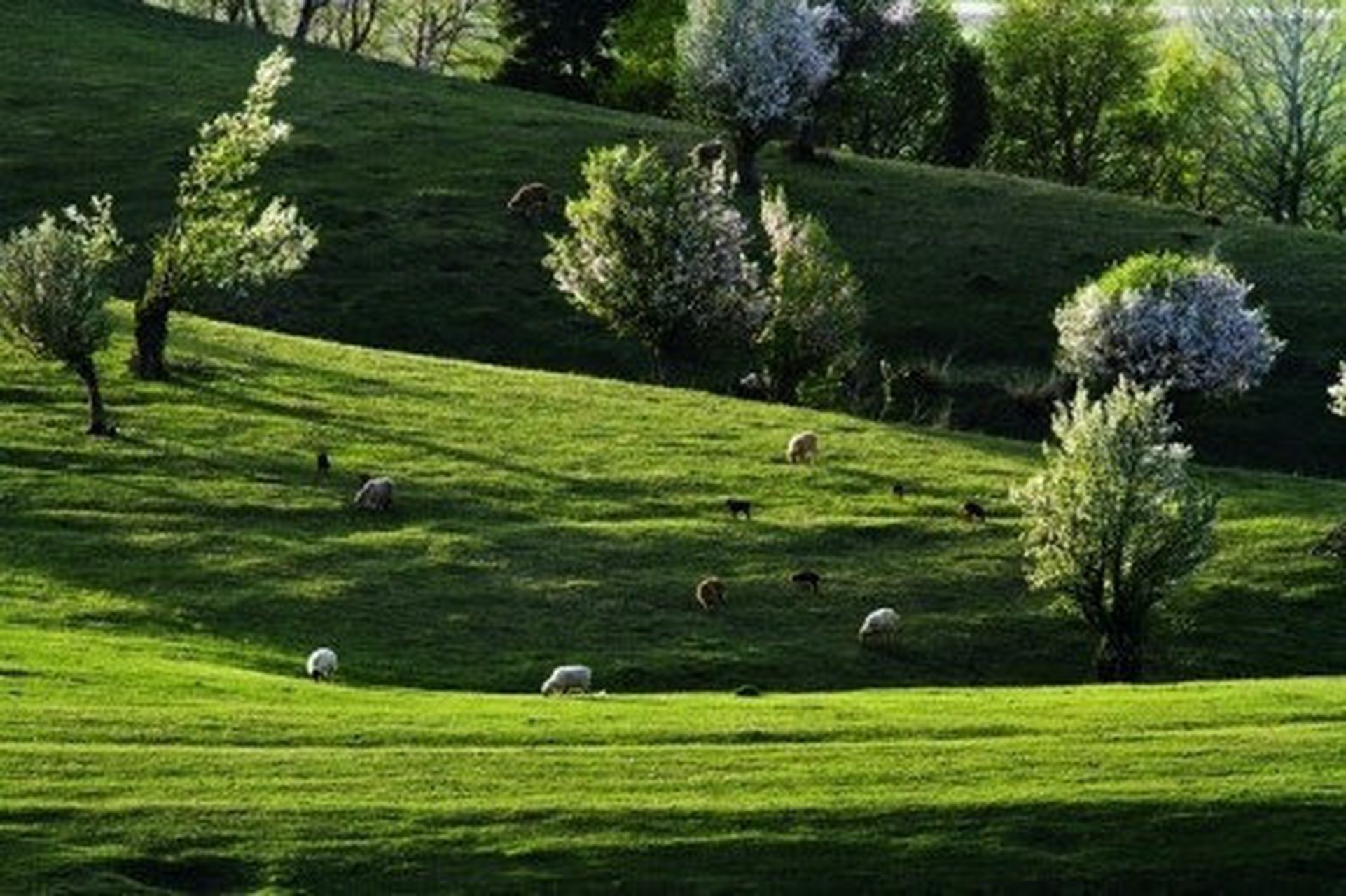 伊犁那拉提草原[期待]