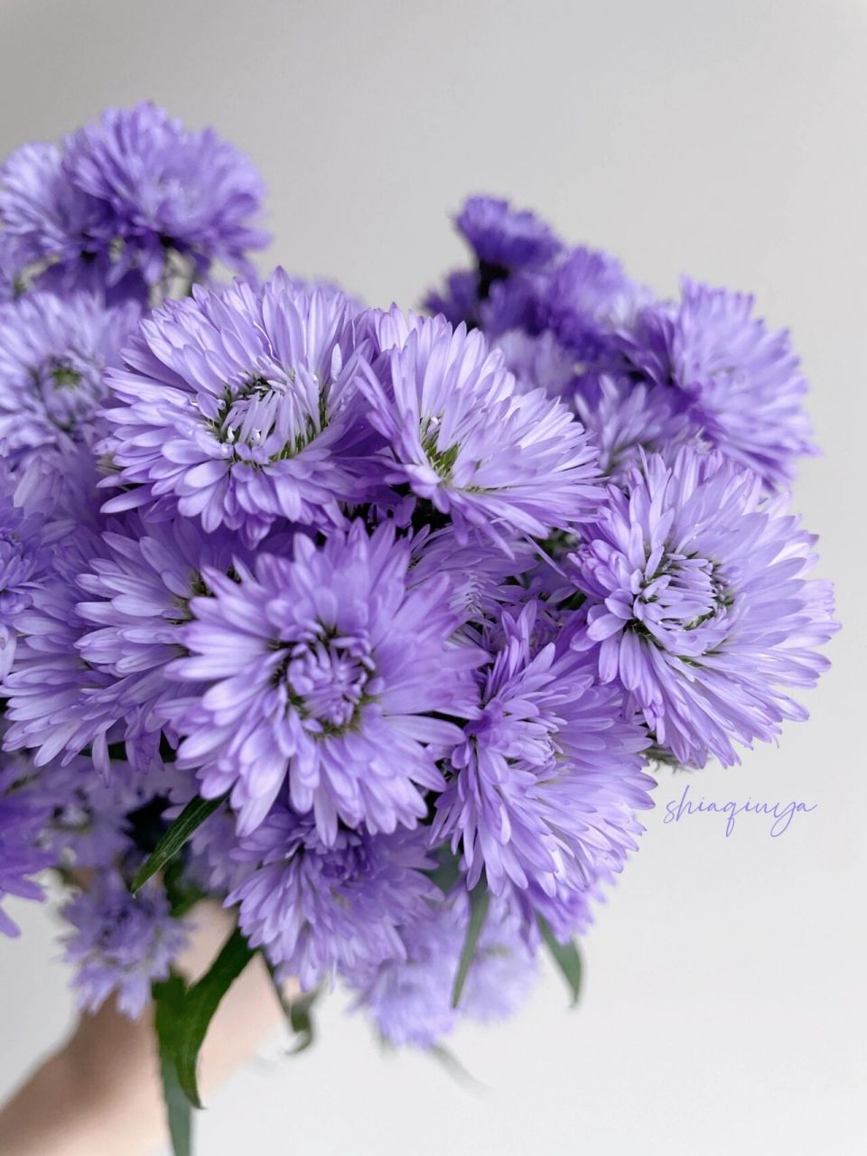 配角也惊艳|紫色孔雀草 颜色真的很梦幻,毛茸茸的一把花,像一只只小