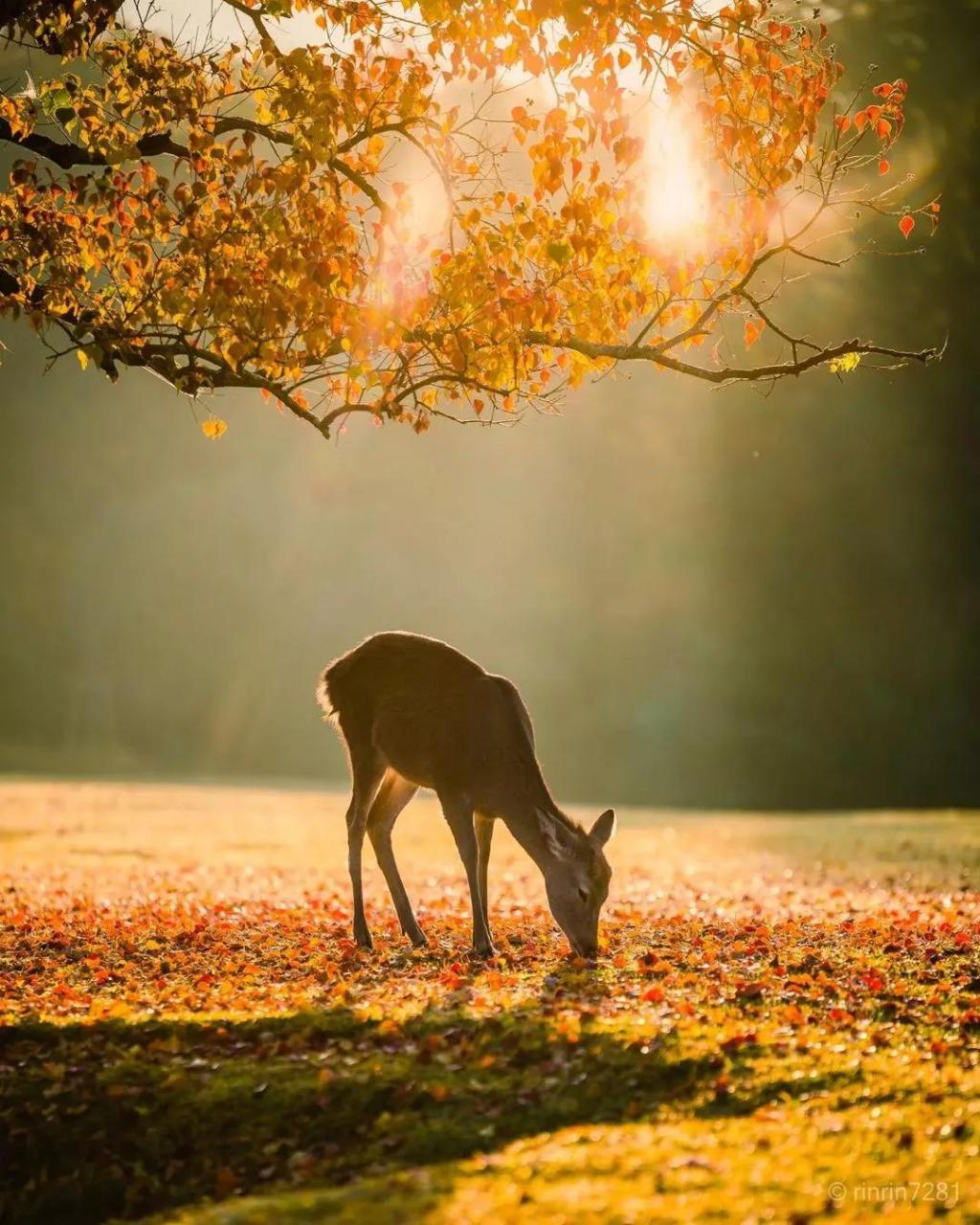 奈良小鹿 - rinrin7281