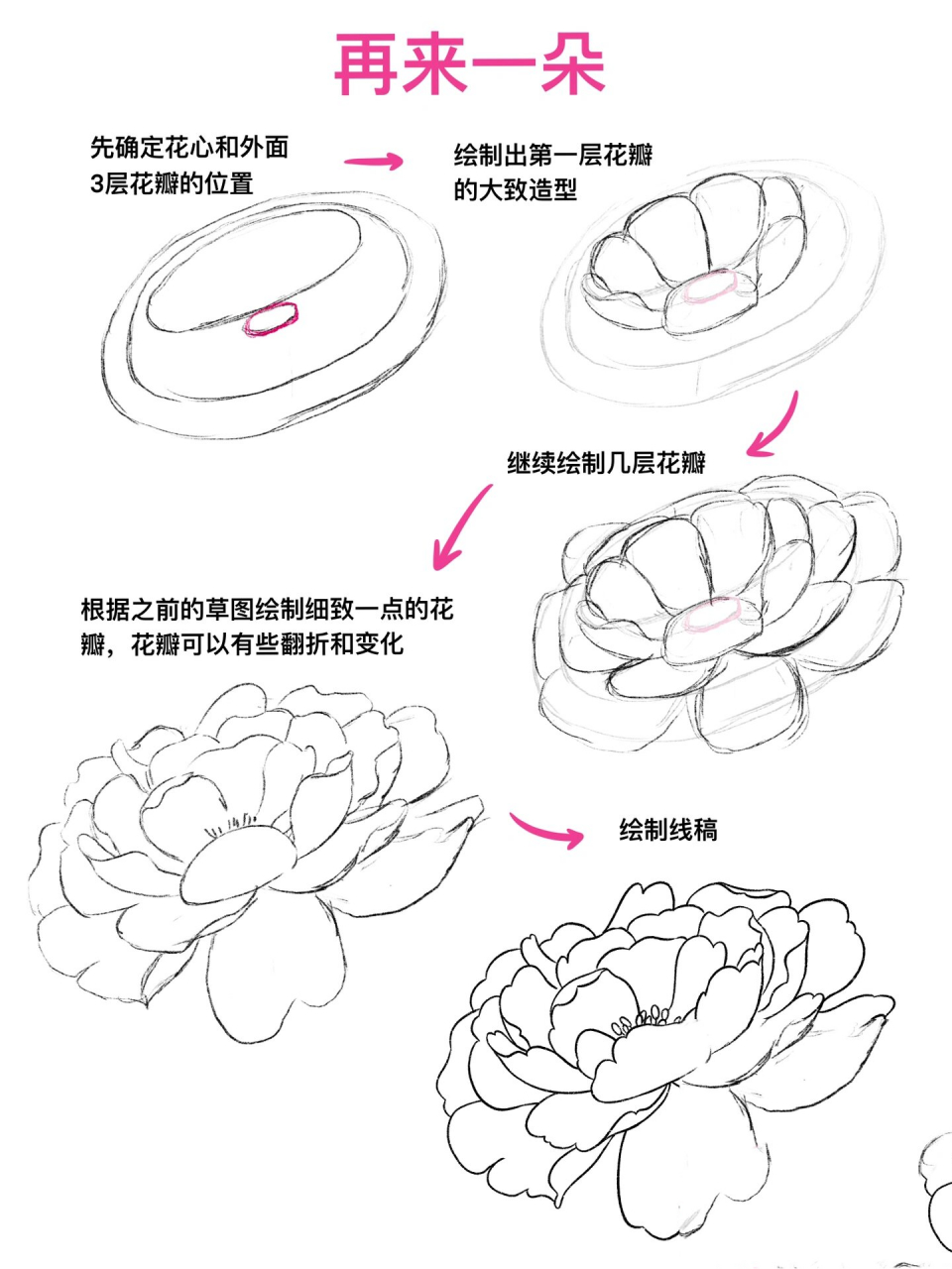 速写|花卉17 牡丹
