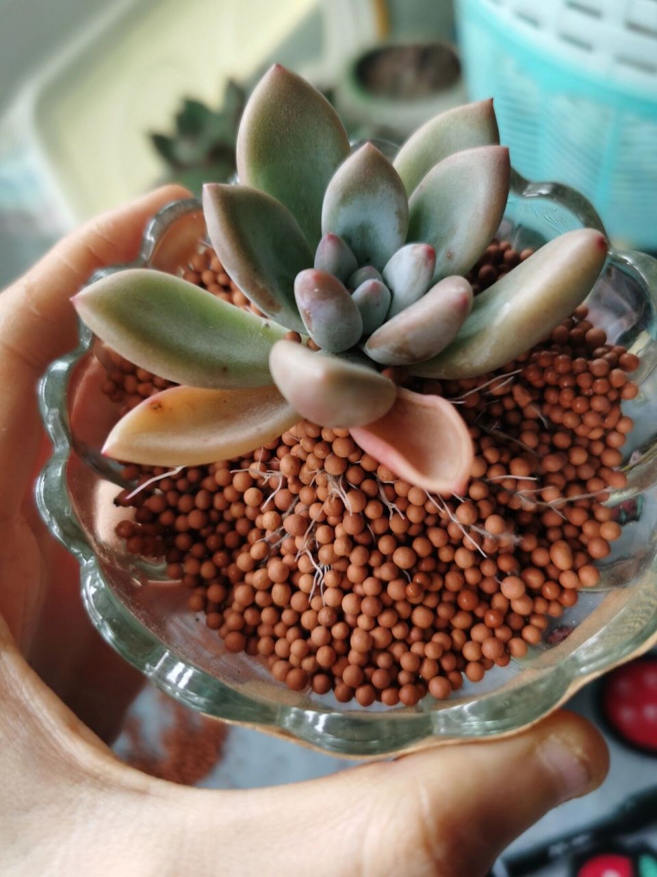 每天认识一款多肉—奥普琳娜和桃花源 奥普也叫奥胖子.