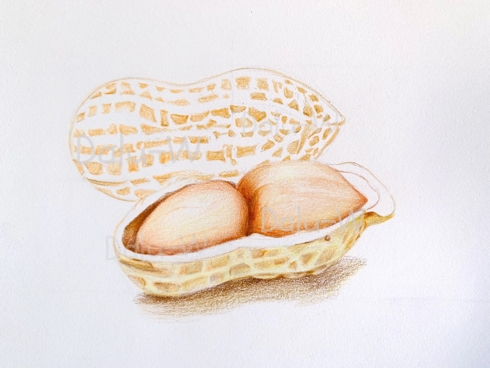 彩铅手绘|花生06 好事"花"生90