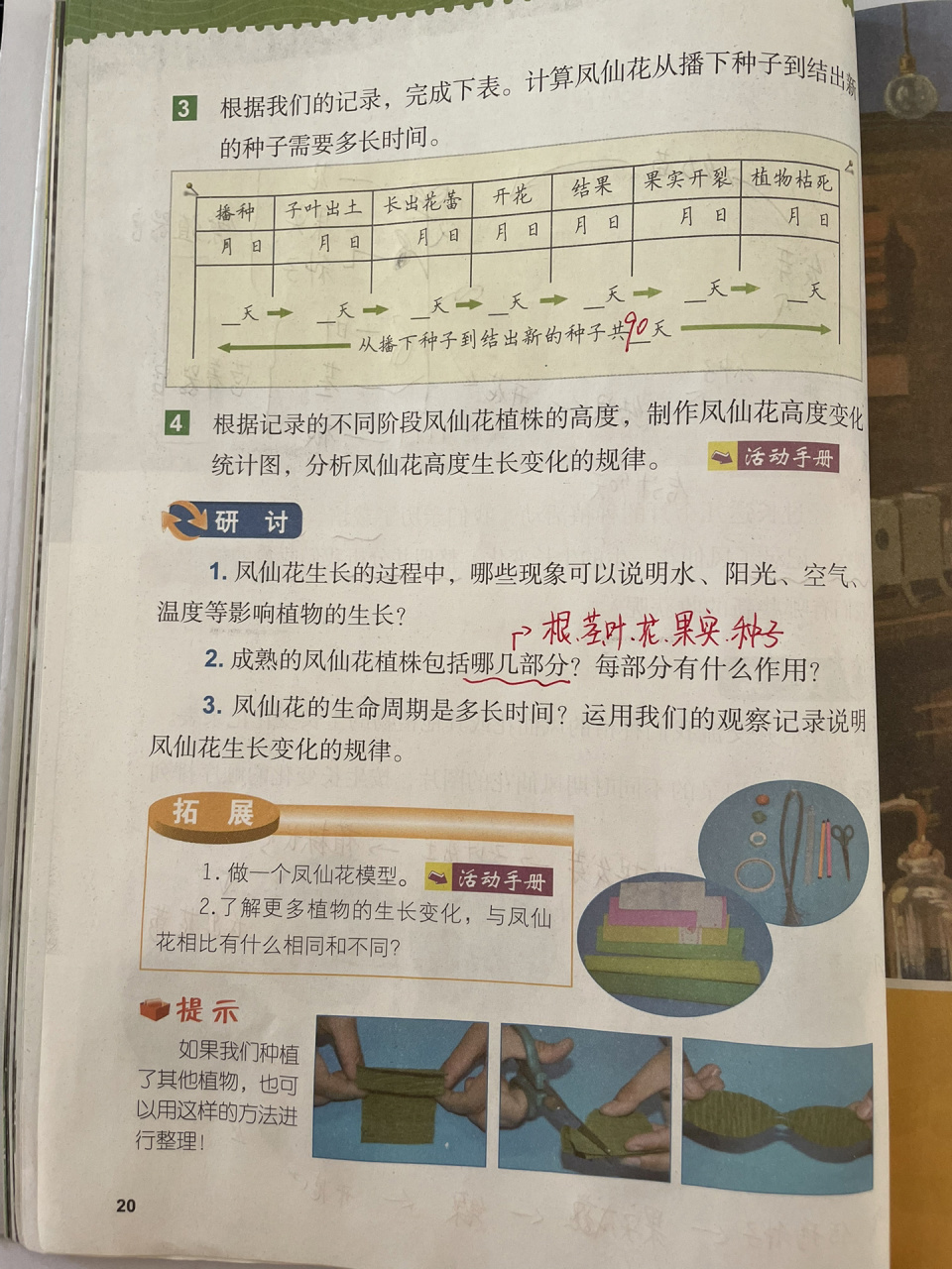 备课|科学四下|1-8凤仙花的一生