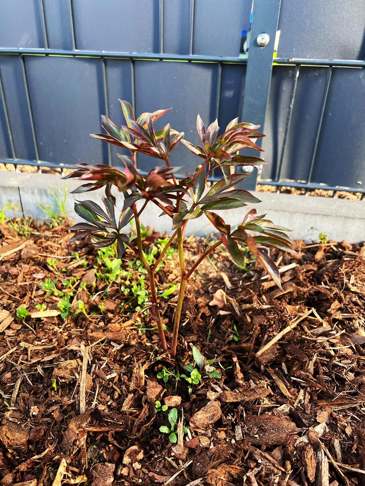 芍药全都发芽了 图16615是前年买的中苗,去年开得不错,图266