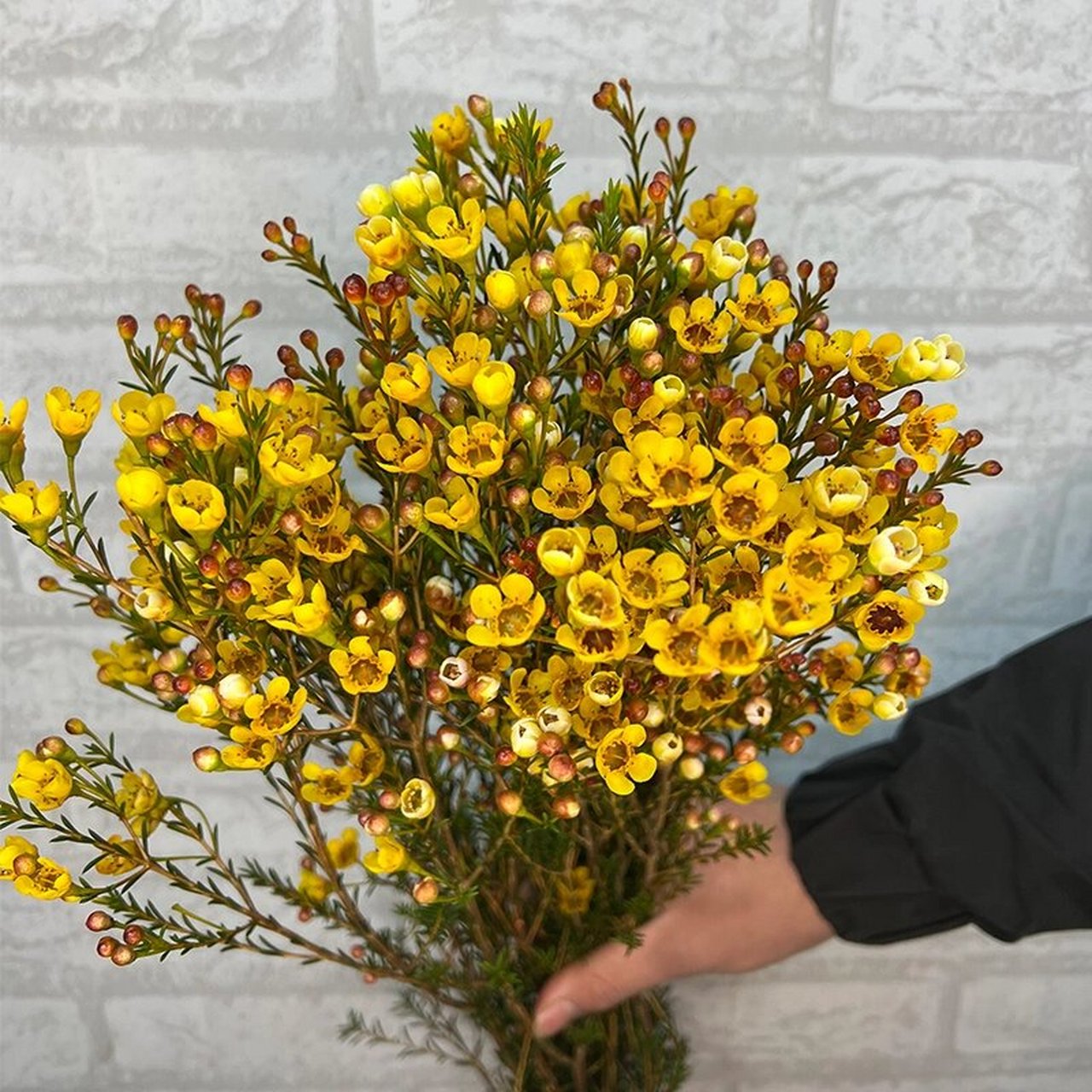 每日识花——澳洲腊梅 澳洲腊梅,也可记作蜡梅;未开的小花苞外面裹着