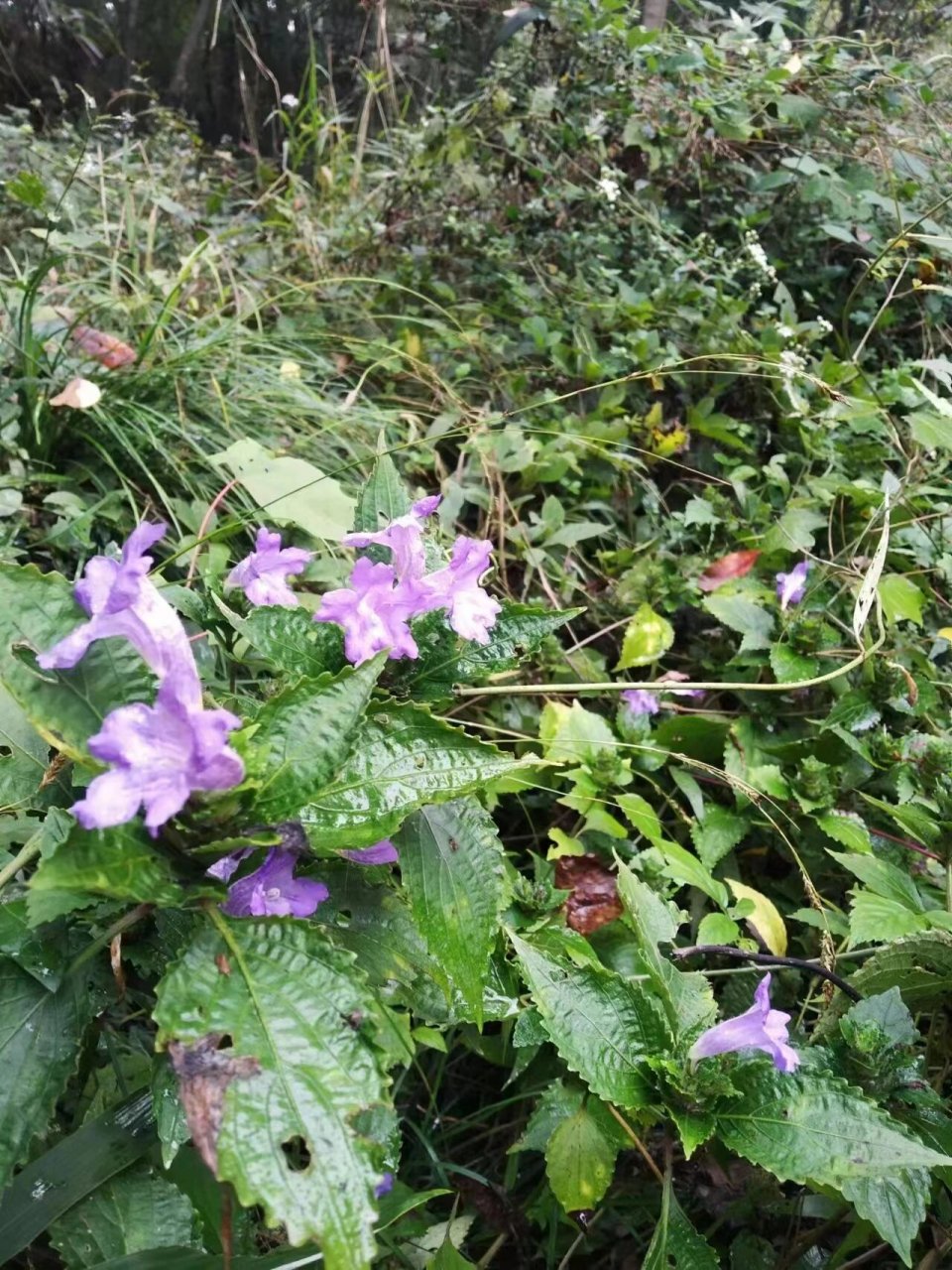 黄石月亮山