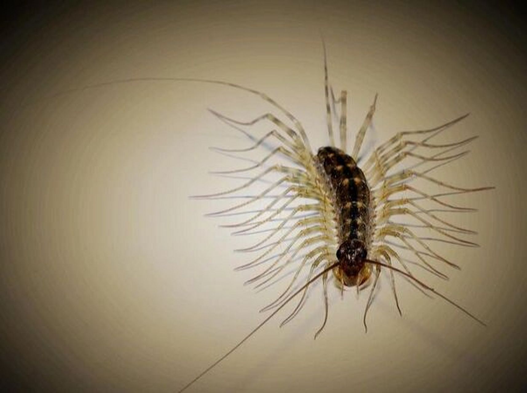 多足虫草鞋虫蚰蜒怎么去除?