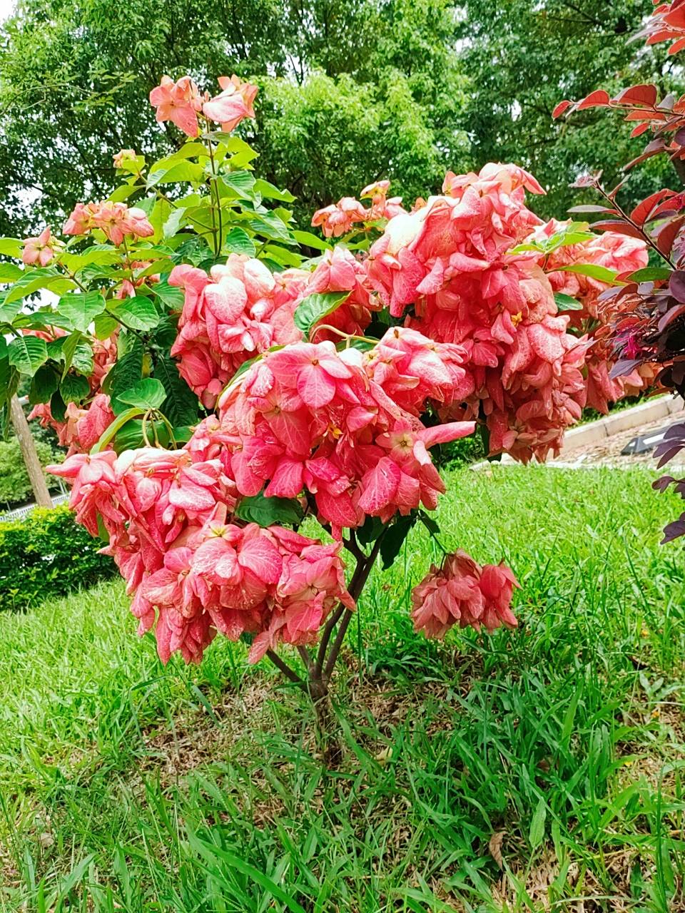 夏花61粉纸扇 粉纸扇,经常在周边公园草坪上见到.