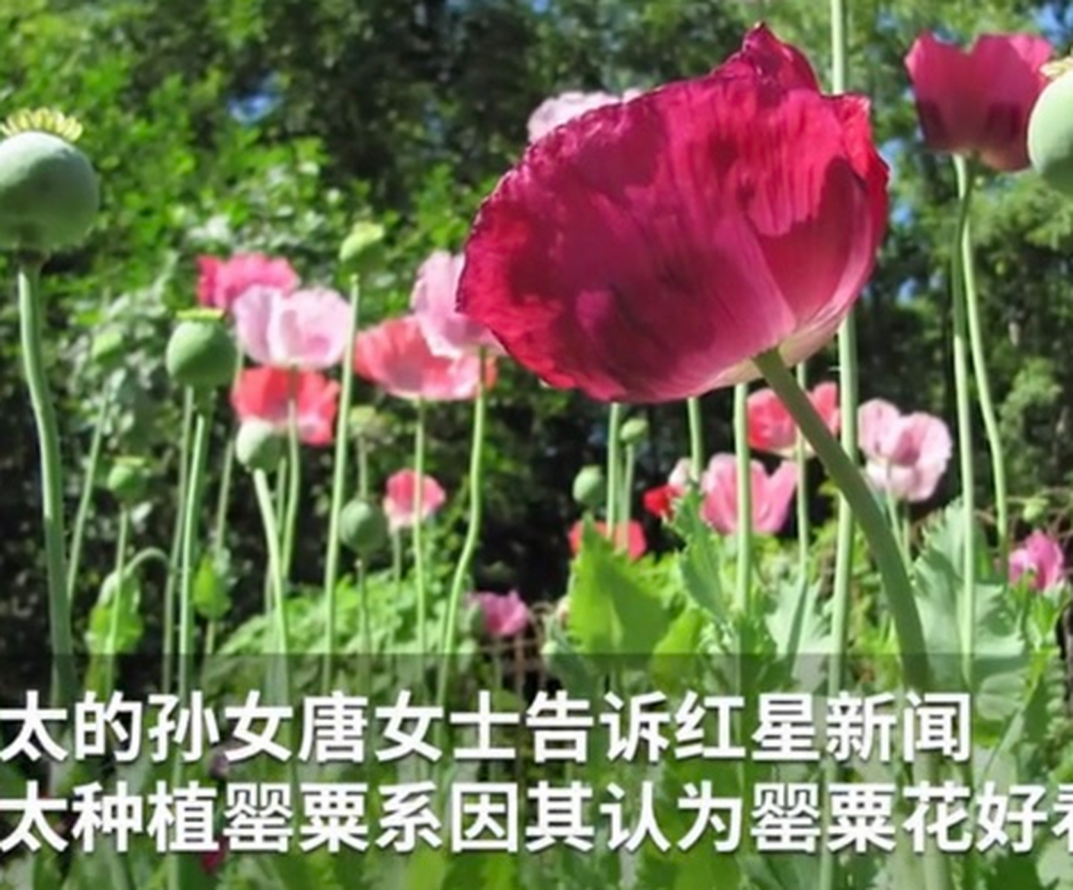 75岁奶奶种罂粟获刑5年#罂粟花虽美,但千万不能种!