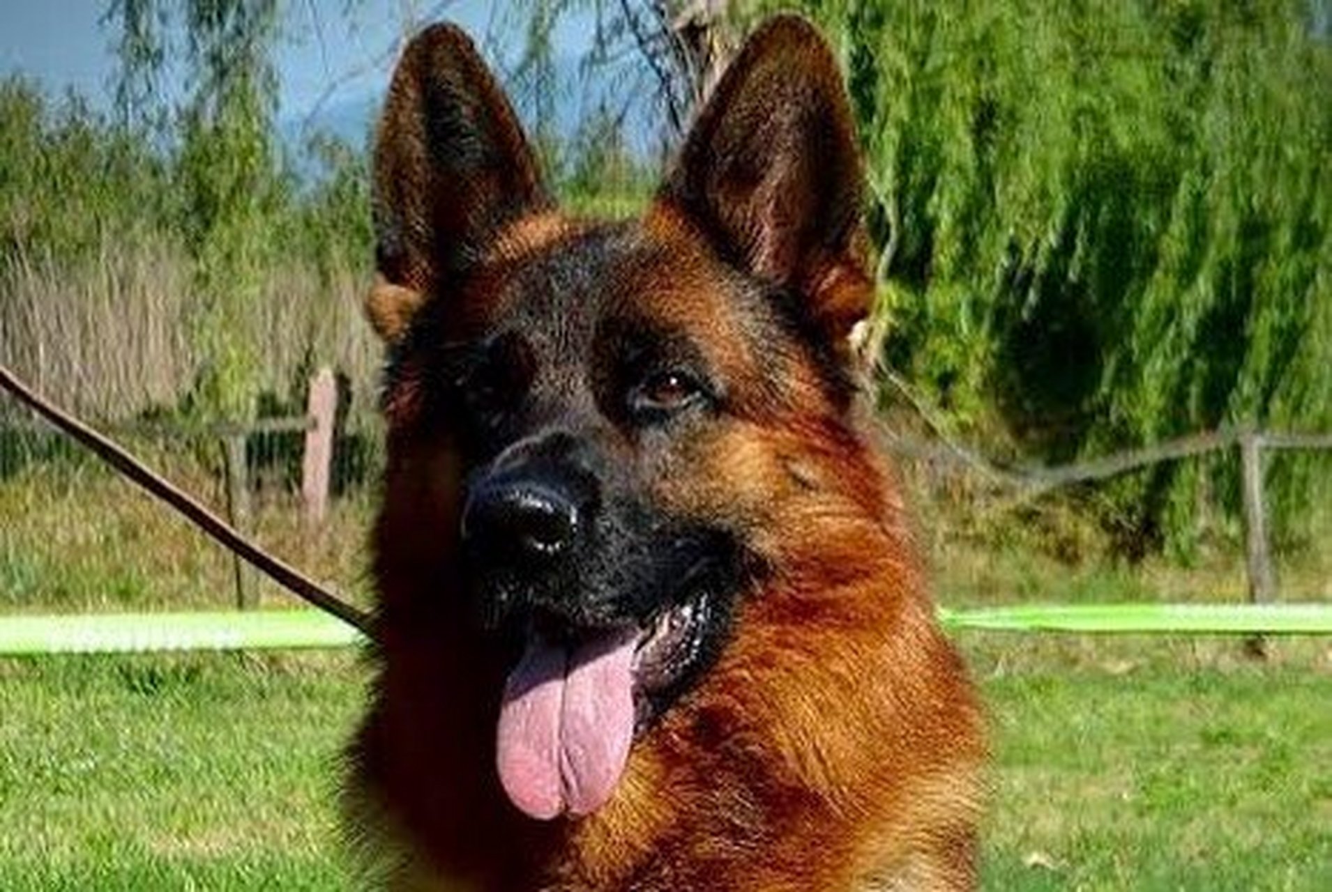 98养一只纯种赛级德牧需要多少钱?