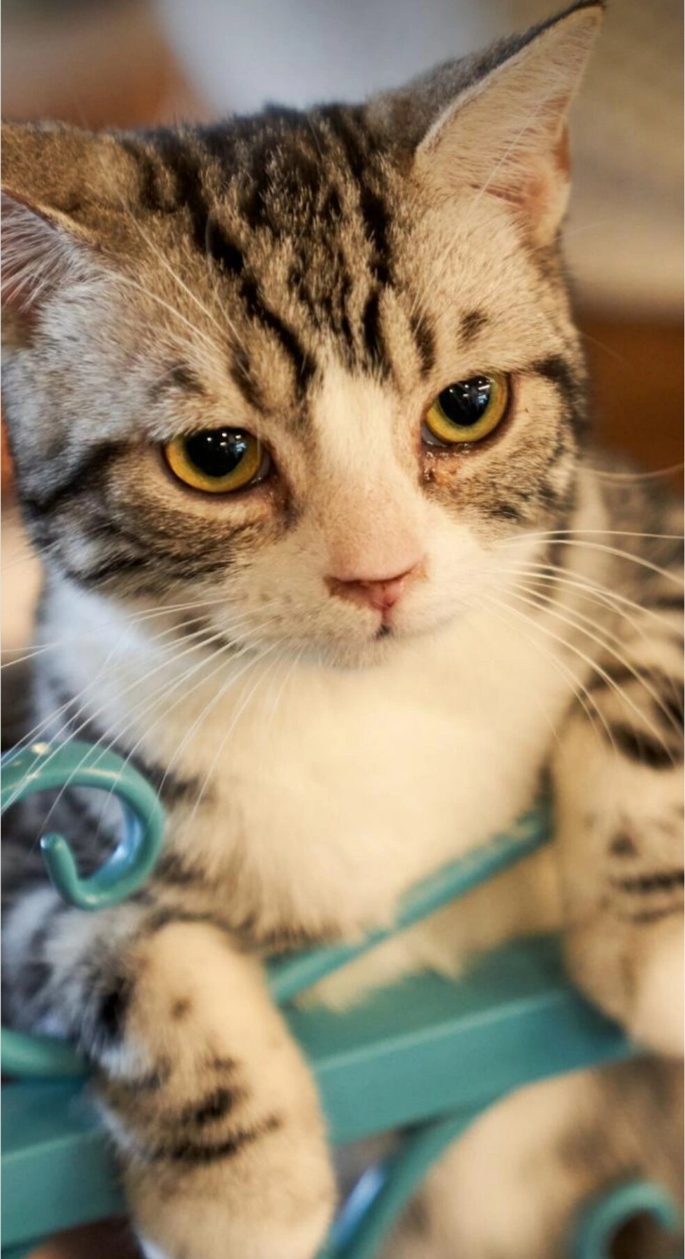 可爱真实小猫咪壁纸/头像 来源:华为主题