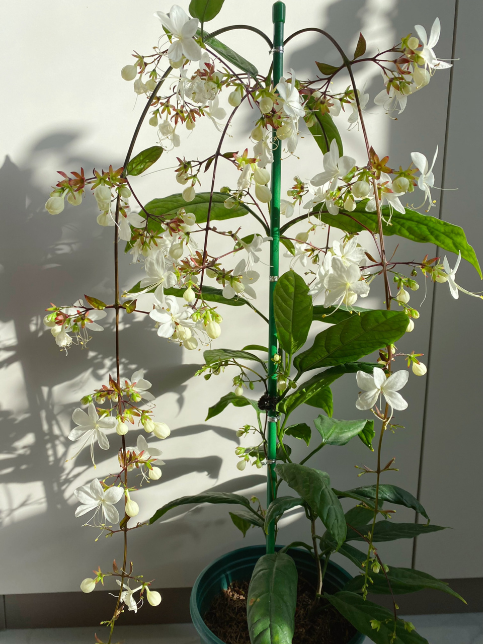 垂丝茉莉明明没有香味啊       	 垂丝茉莉已经开花有两周了,无比仙