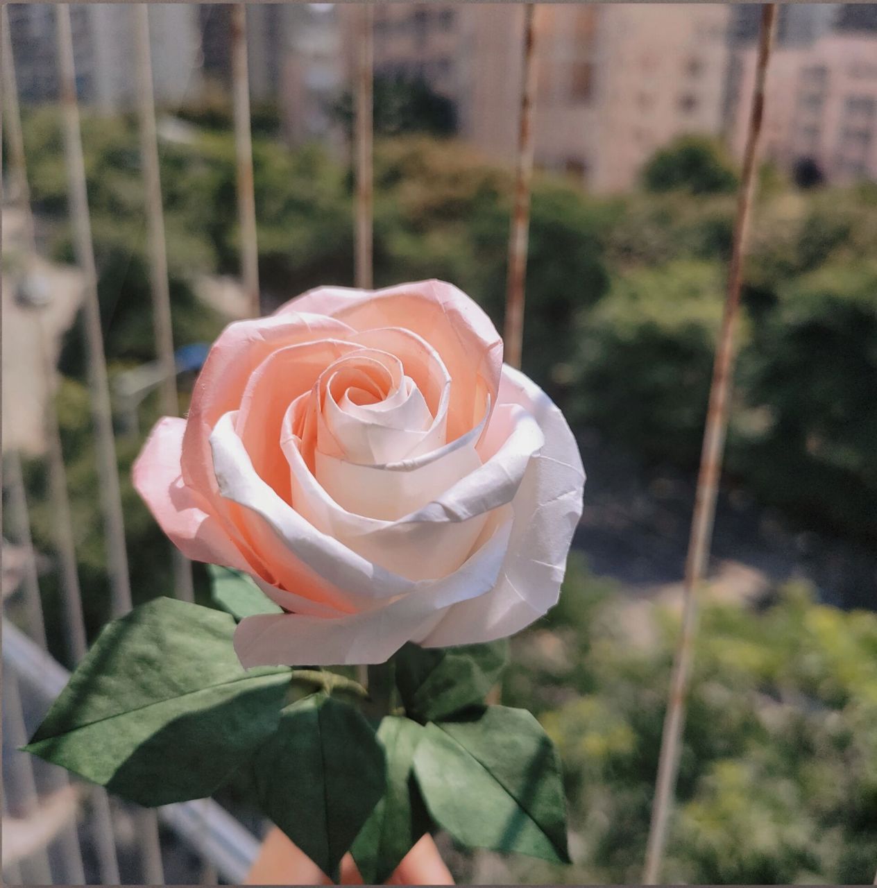 折纸玫瑰95(暖玉) 介绍一下,这个玫瑰是暖玉玫瑰哦,真的要在那个