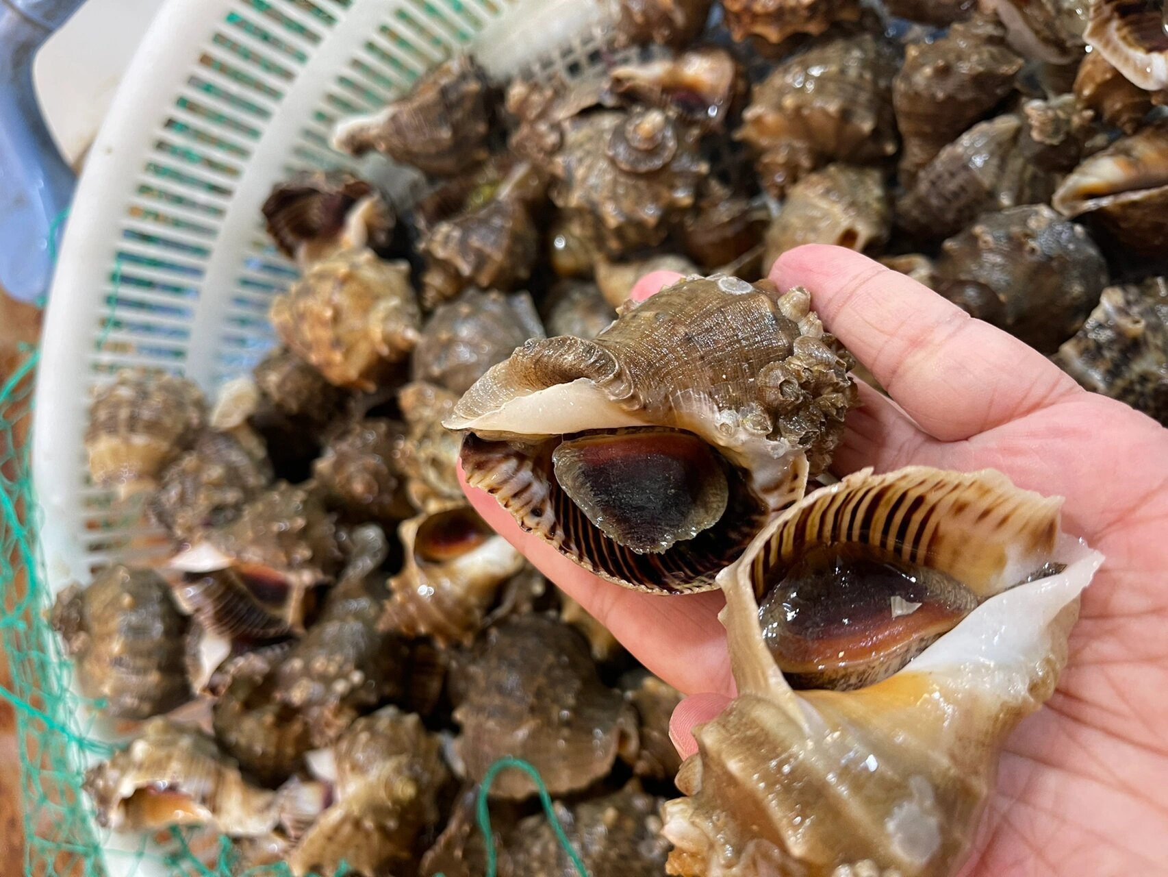 大海螺煮多久图片